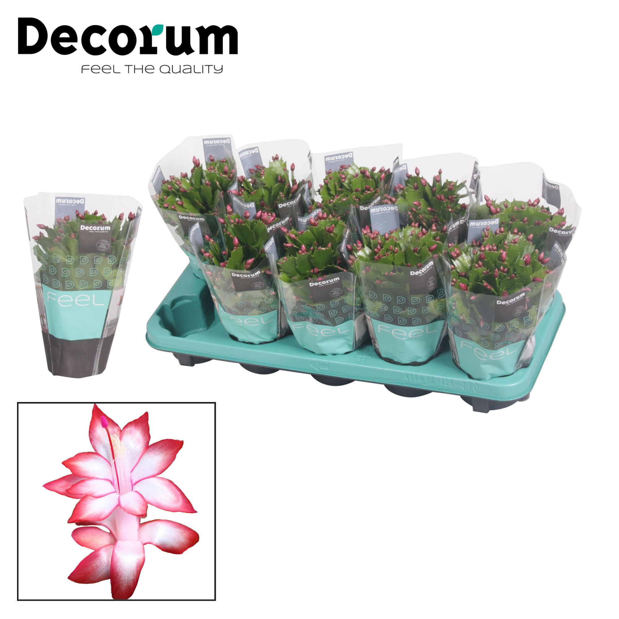 Schlumbergera - 10,5 cm - Red (Exotic) met hoes - Decorum, D 10,5