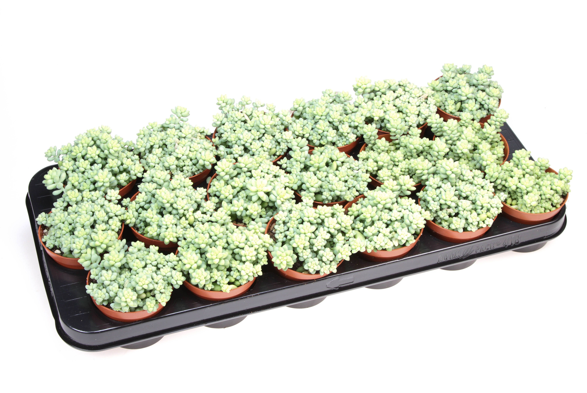 Sedum Burrito, D 8,5