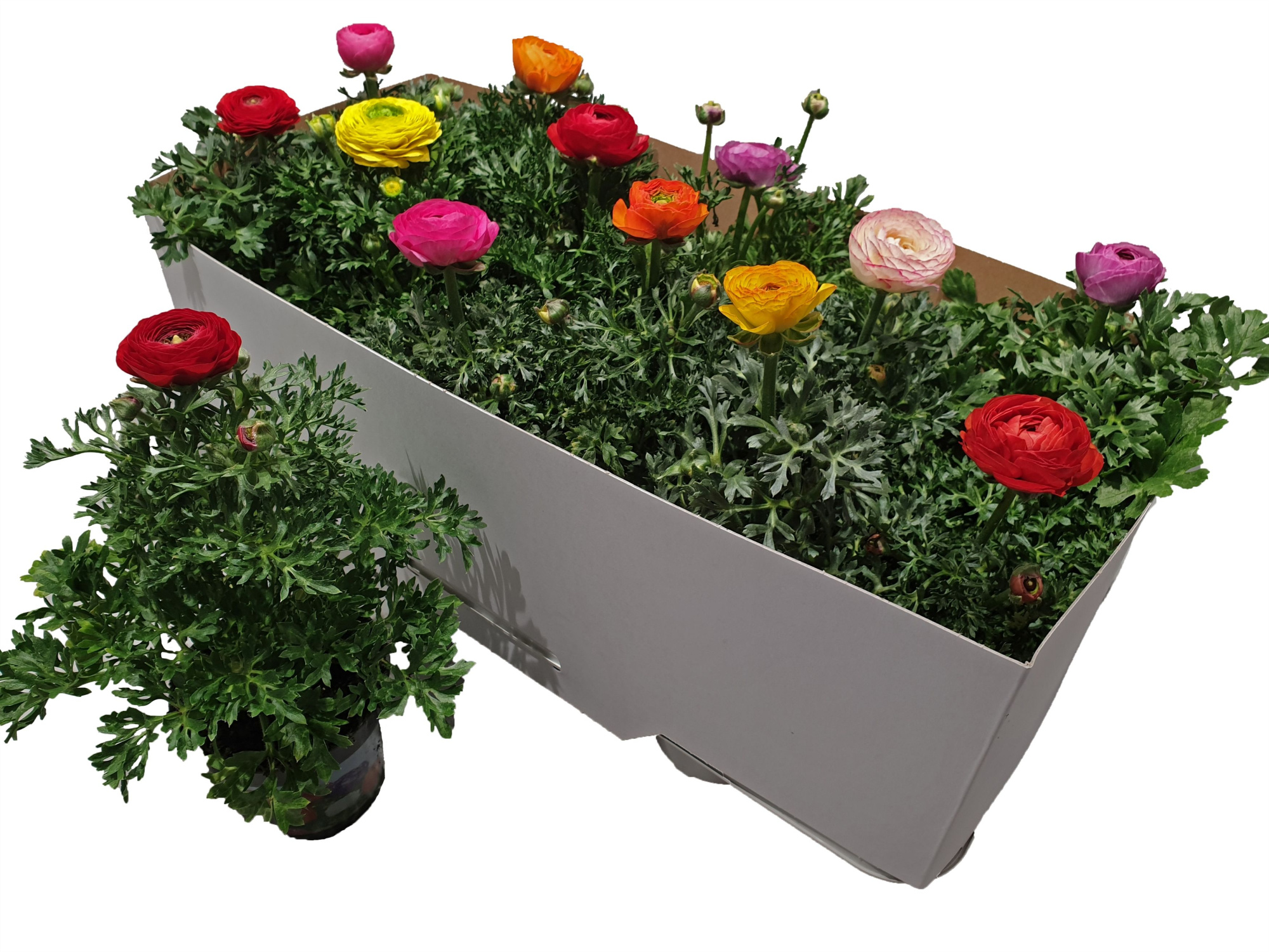 Ranonkel sprinkles mix, D 10,5