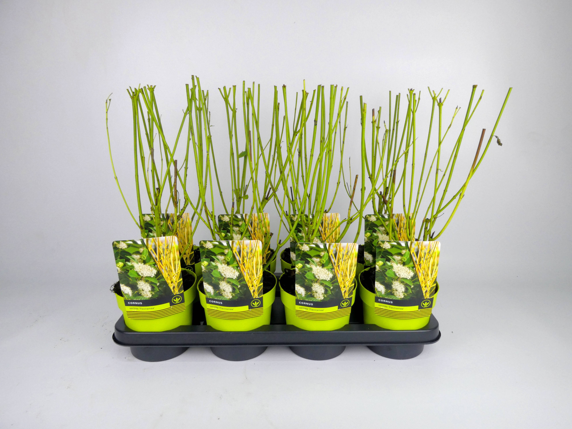 Cornus 'Flaviramea' Kleurpot, D 14