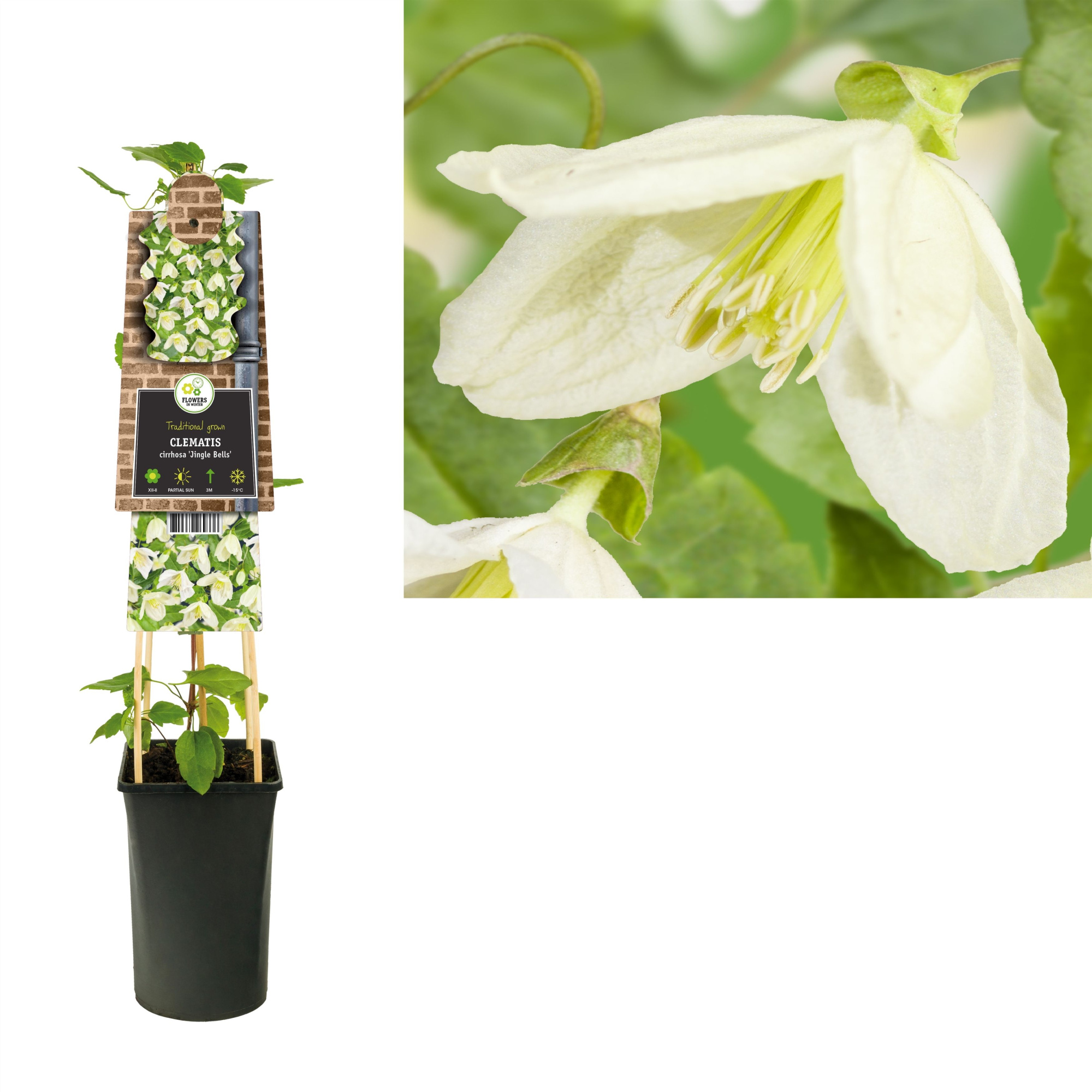 Clematis cirrhosa 'Jingle Bells' +3.0 label, D 17