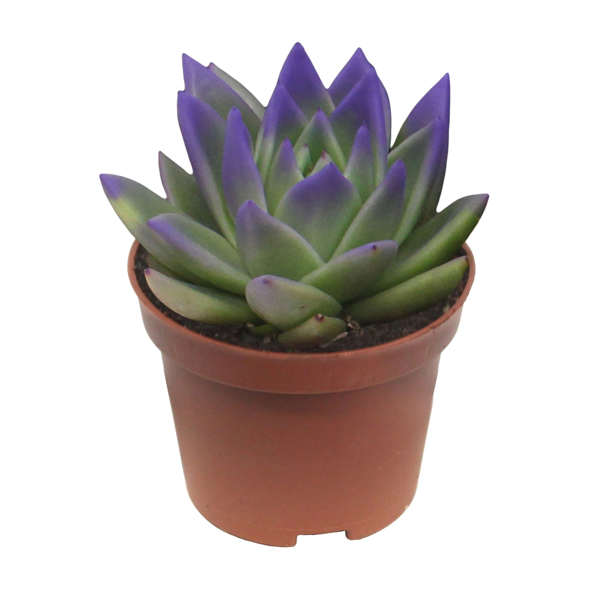 Miranda coloured festival purple, D 6