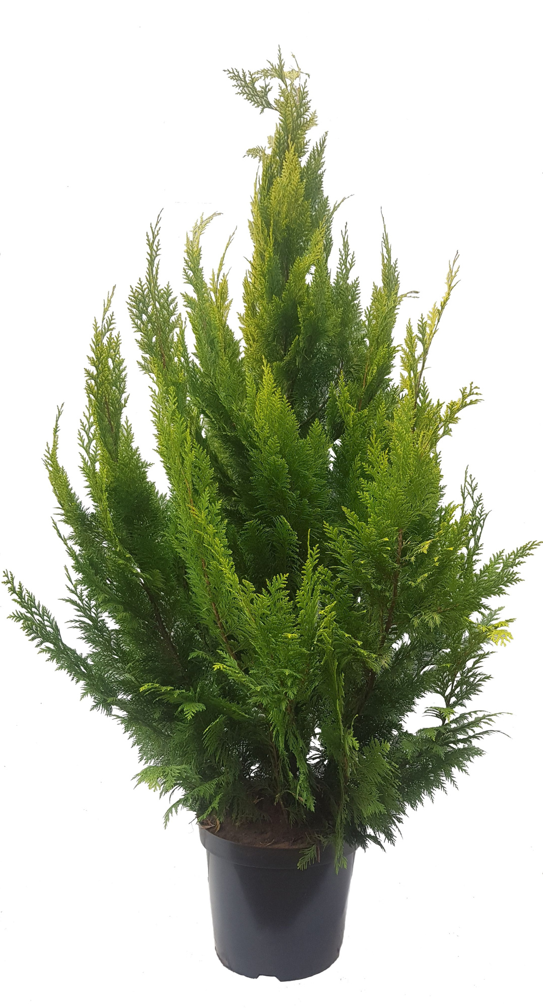 Chamaecyparis law. Ivonne, plantmaat 140-160 cm - Rondgestoken -, D 32