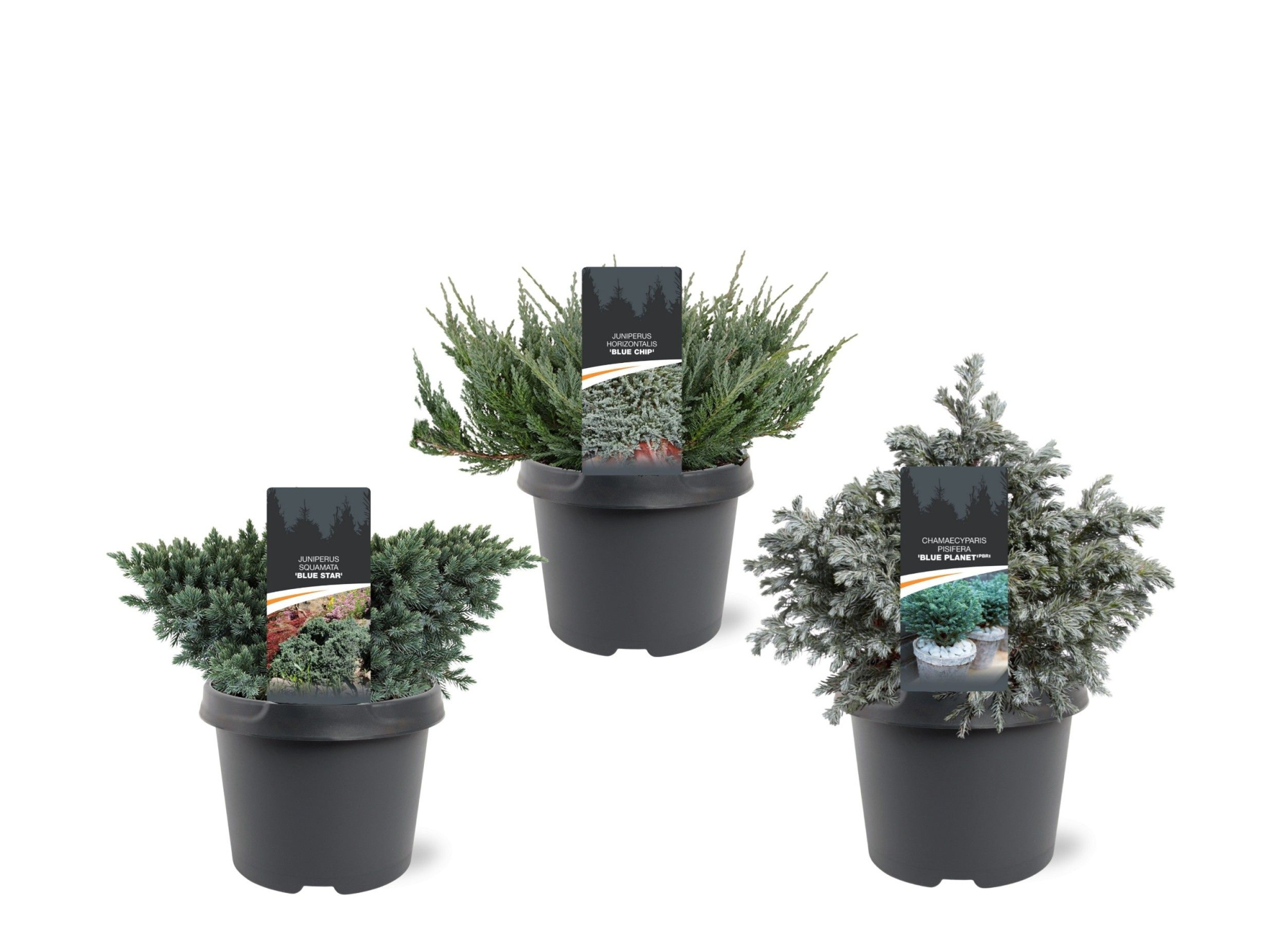 Coniferen Blue mix, D 19