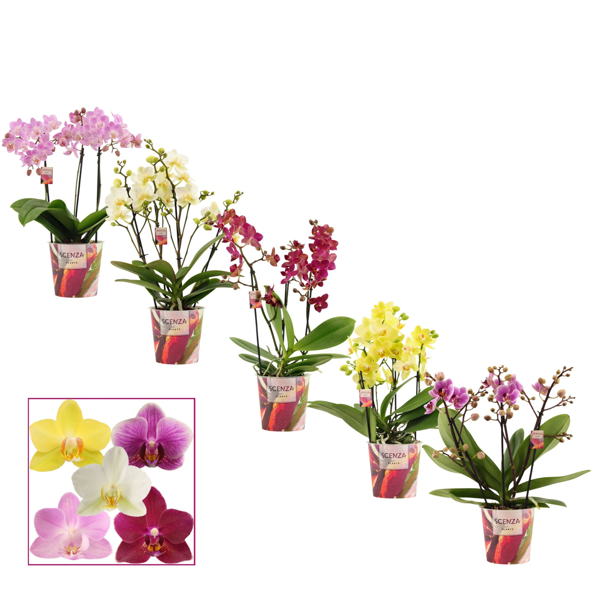 Phalaenopsis dazzling melange 3-4 tak (Scenza), D 12