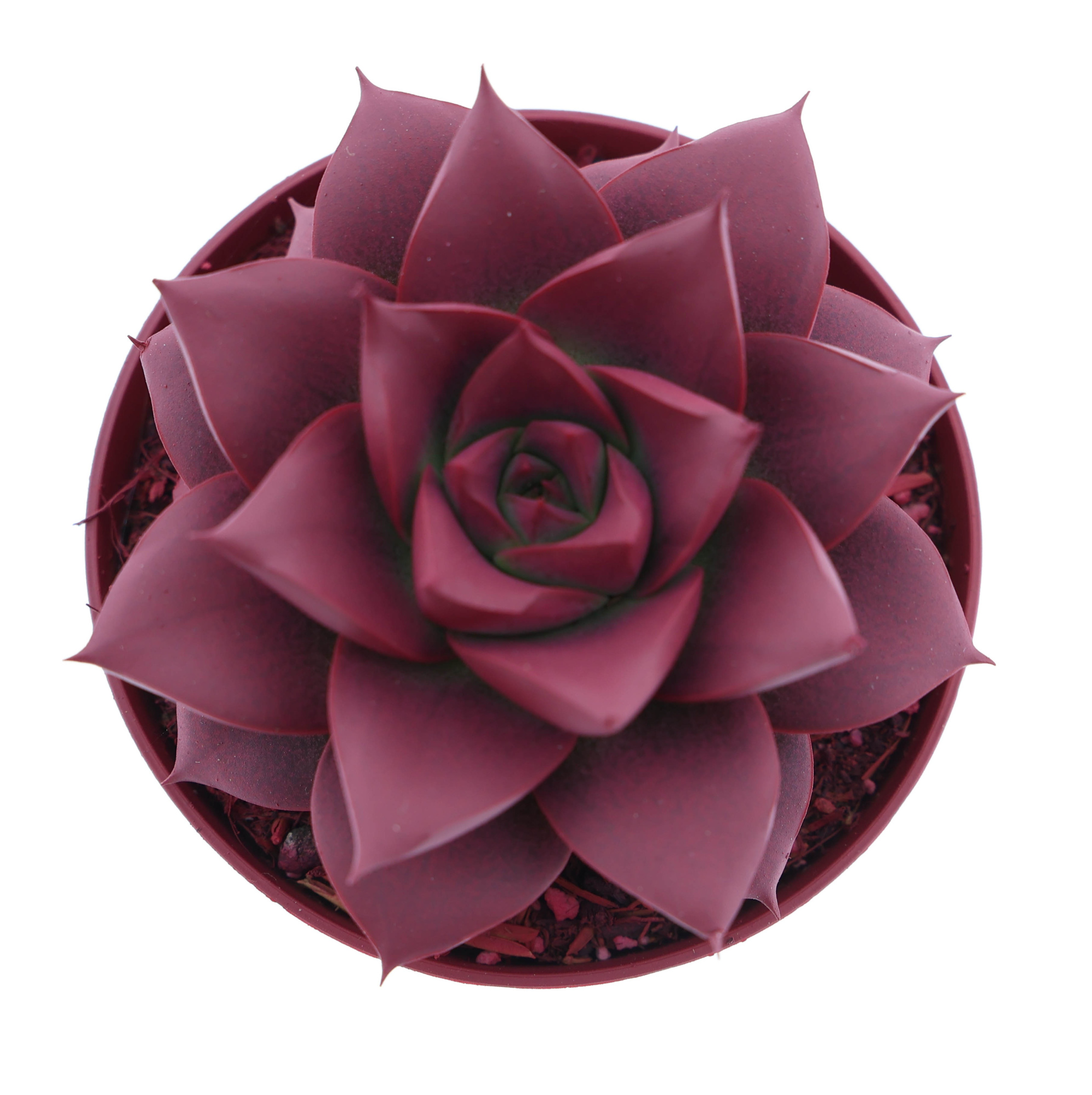 Rainbow purper bordeaux red, D 8,5