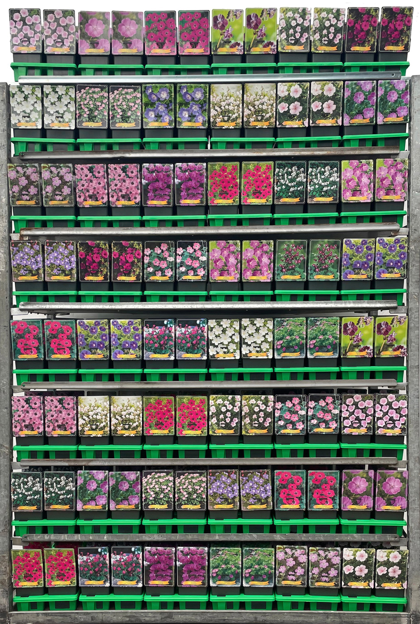 Geranium Mix CC P11, D 11