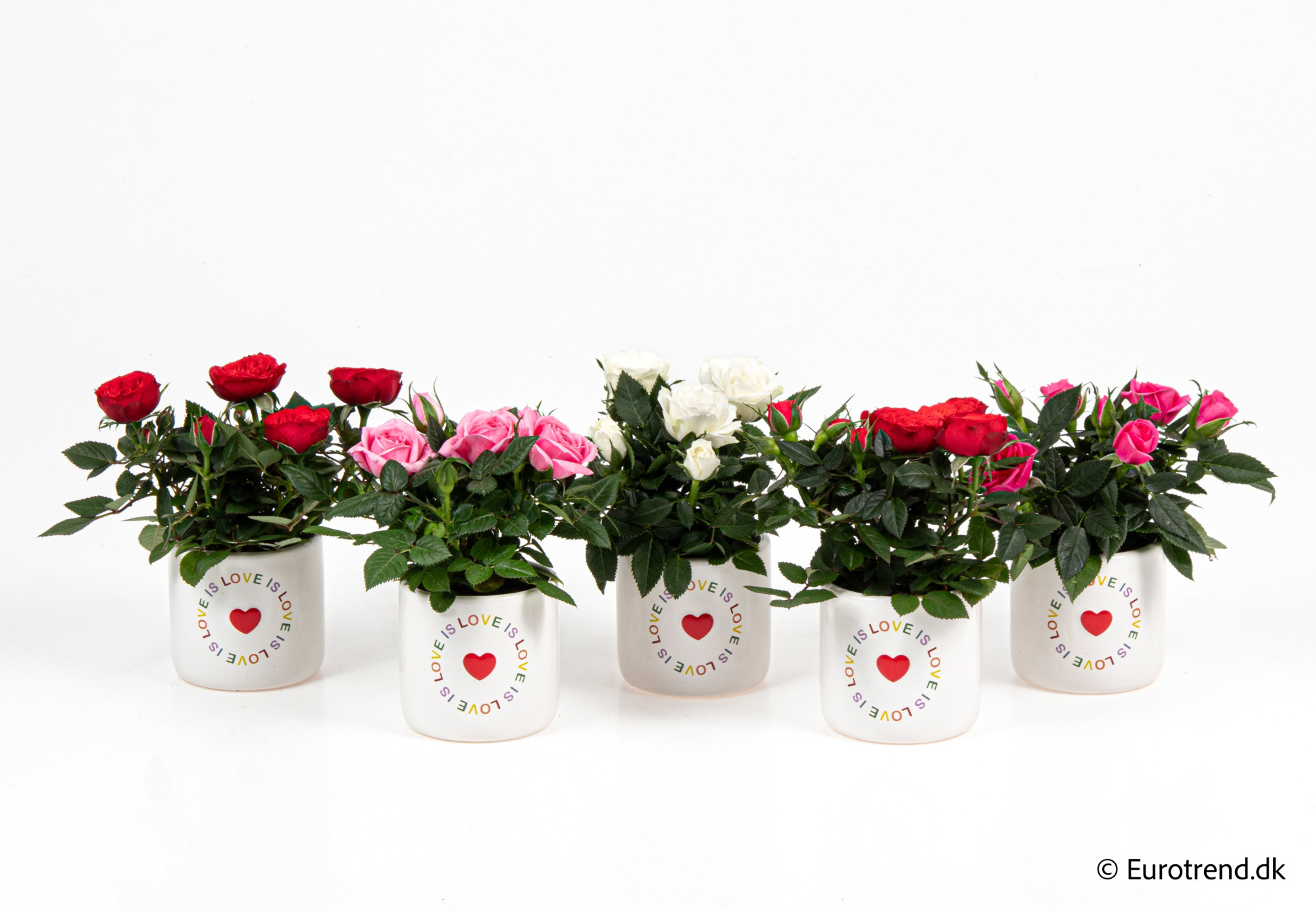 Roses in Valentine ceramic 2026, D 6