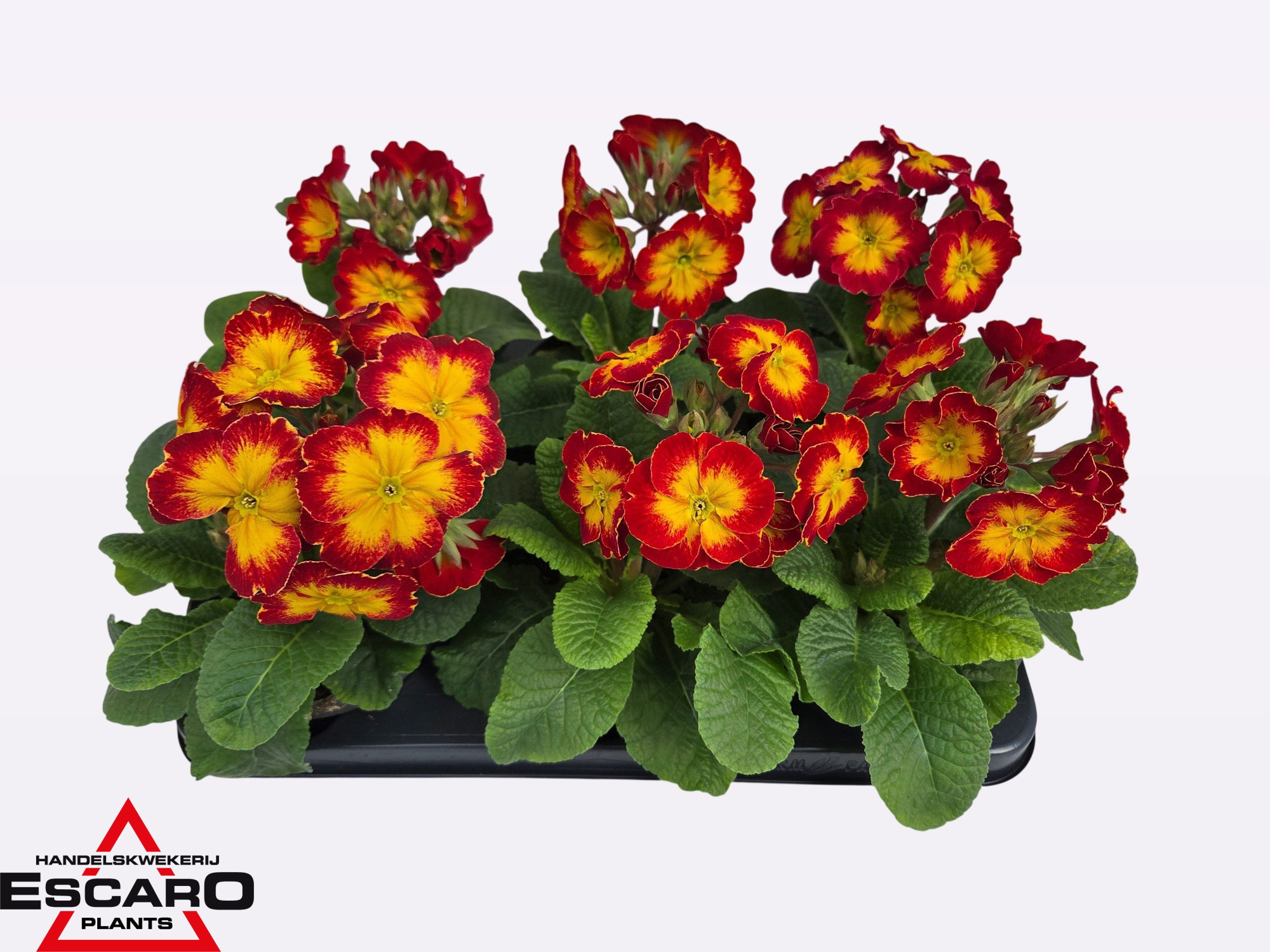 Primula elatior Sibel scarlet yellow P12, D 12