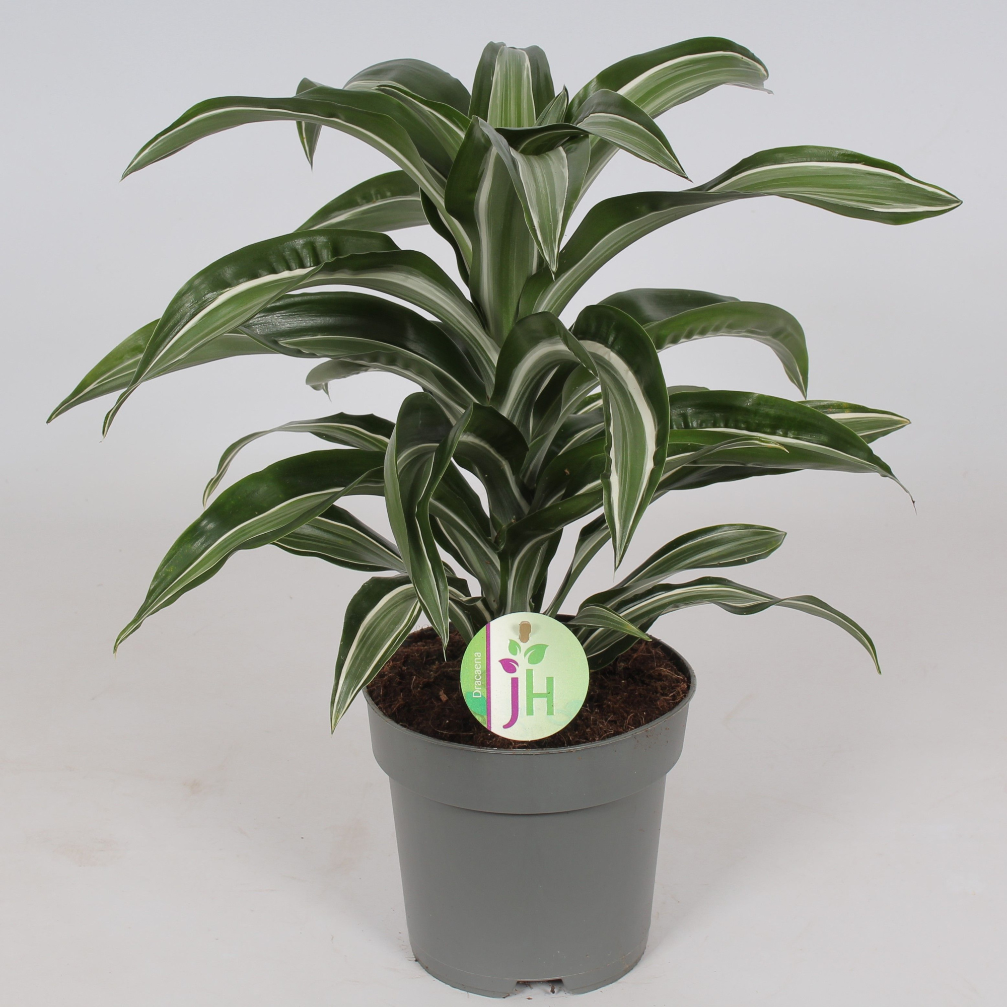 Dracaena 'Jade Jewel', D 17