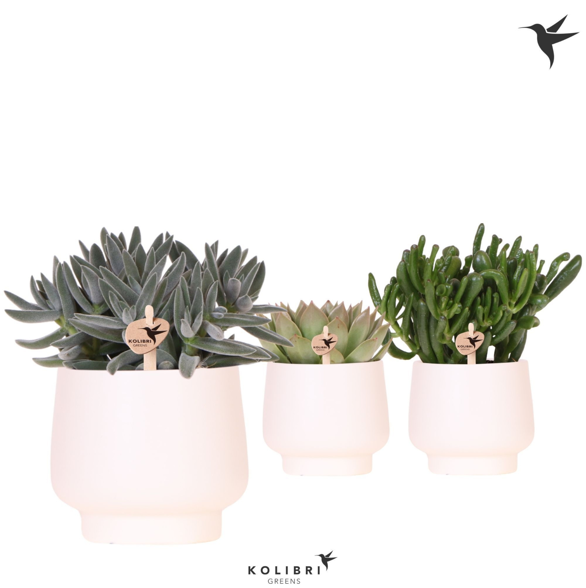 Kolibri Greens Succulenten mix in Scandic pot white, D 12