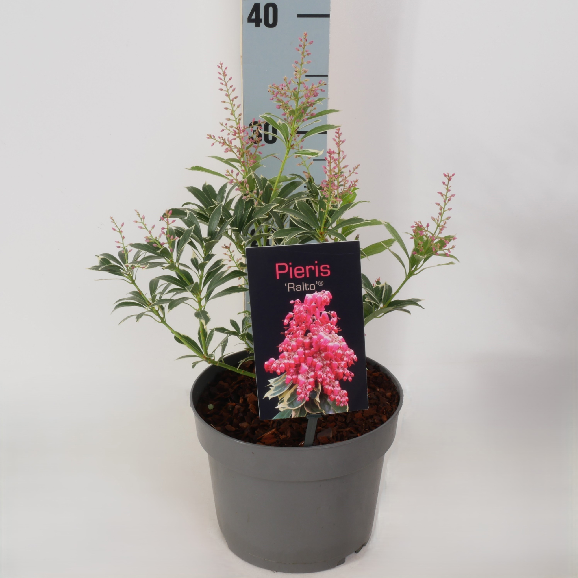Pieris jap. 'Ralto' P17, D 17