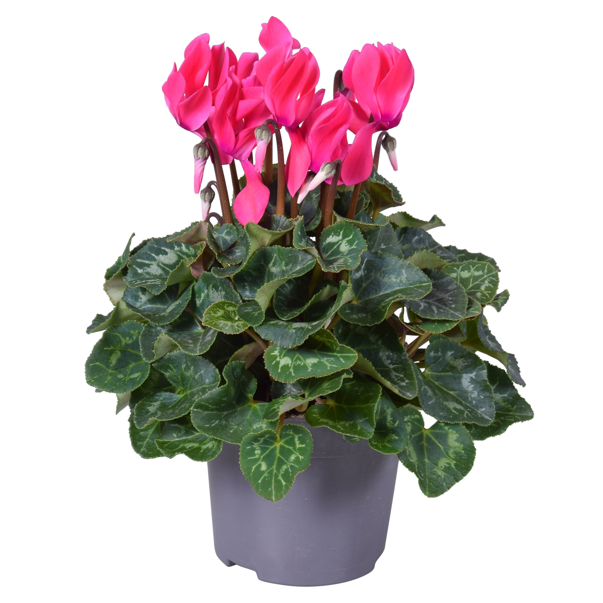 Cyclaam midi rose, D 12