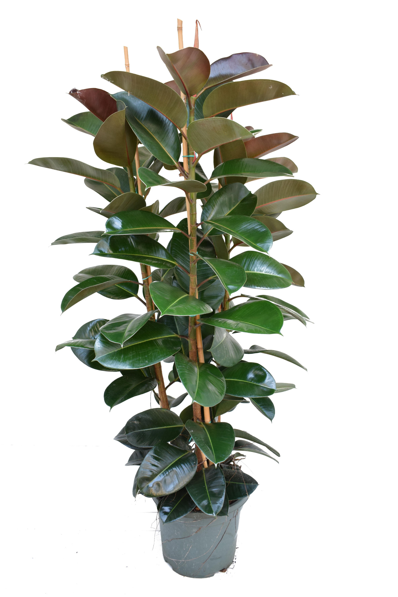 Ficus elastica robusta P40 toef, D 40
