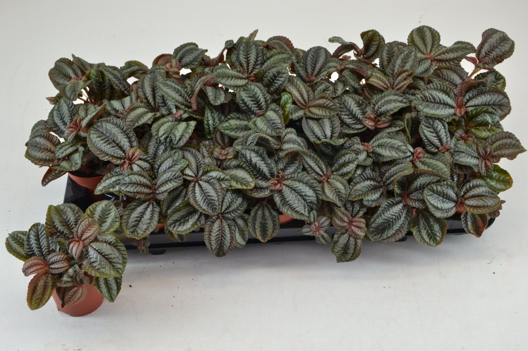 PILEA NORFOLK, D 8,5