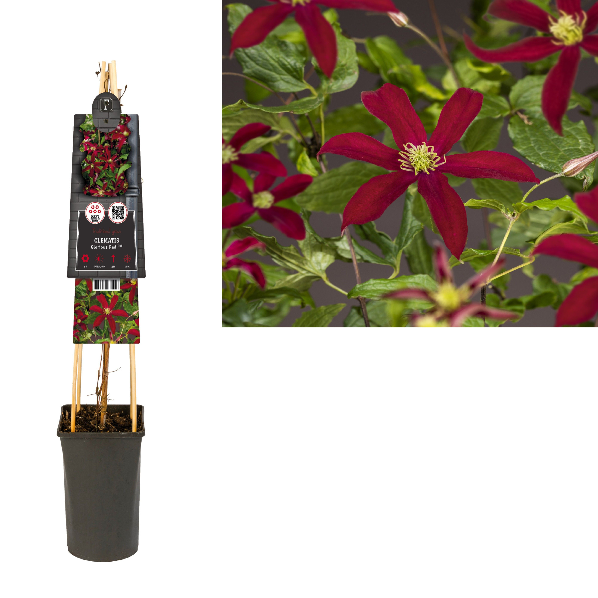 Clematis Glorious Red PBR +3.0 label, D 17