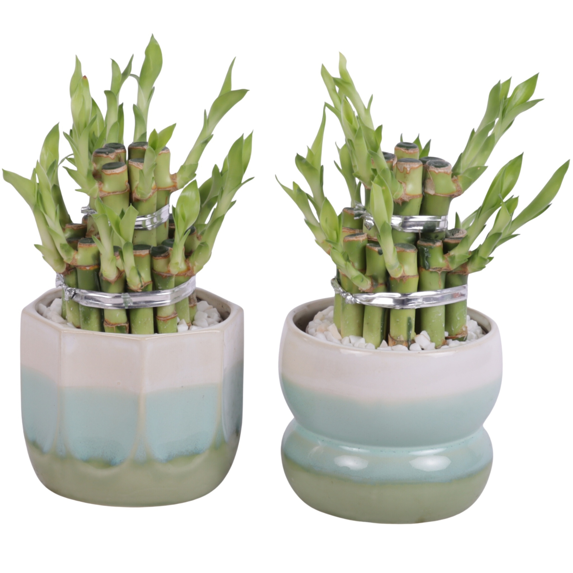 Lucky Bamboo Shape Round 2B Ø11cm Ceramic FB675, D 11