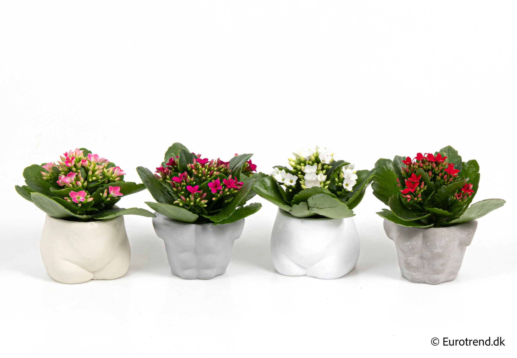Kalanchoe in New Look ceramic 2026, D 6