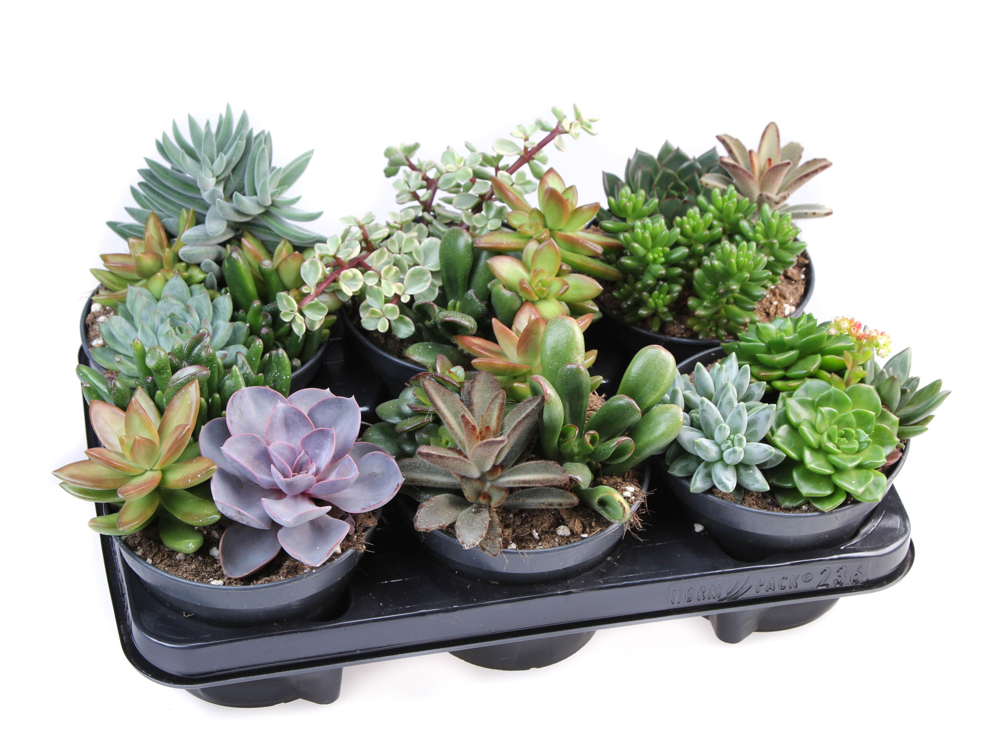 Succulent arrangement, D 12
