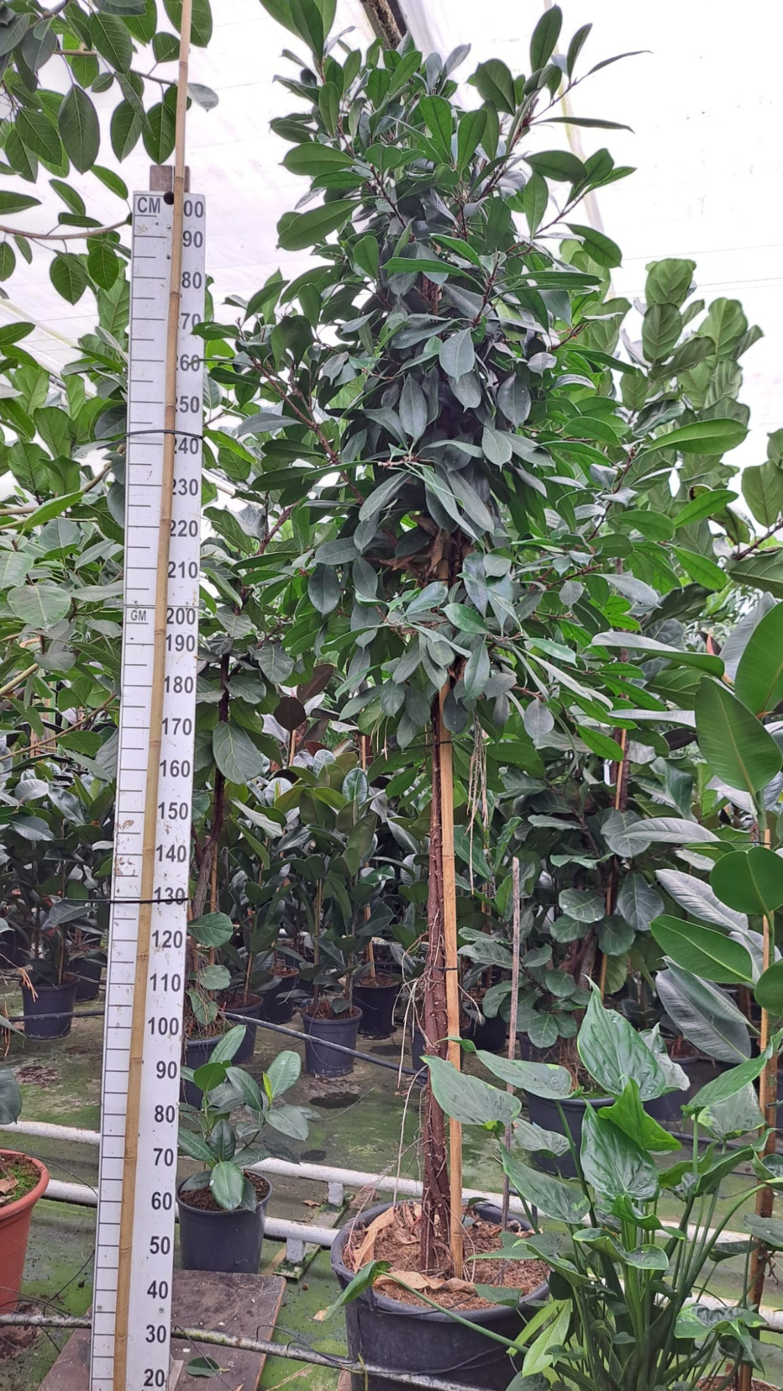 Cyathistipula gedraaide stam XXXL 350, D 45