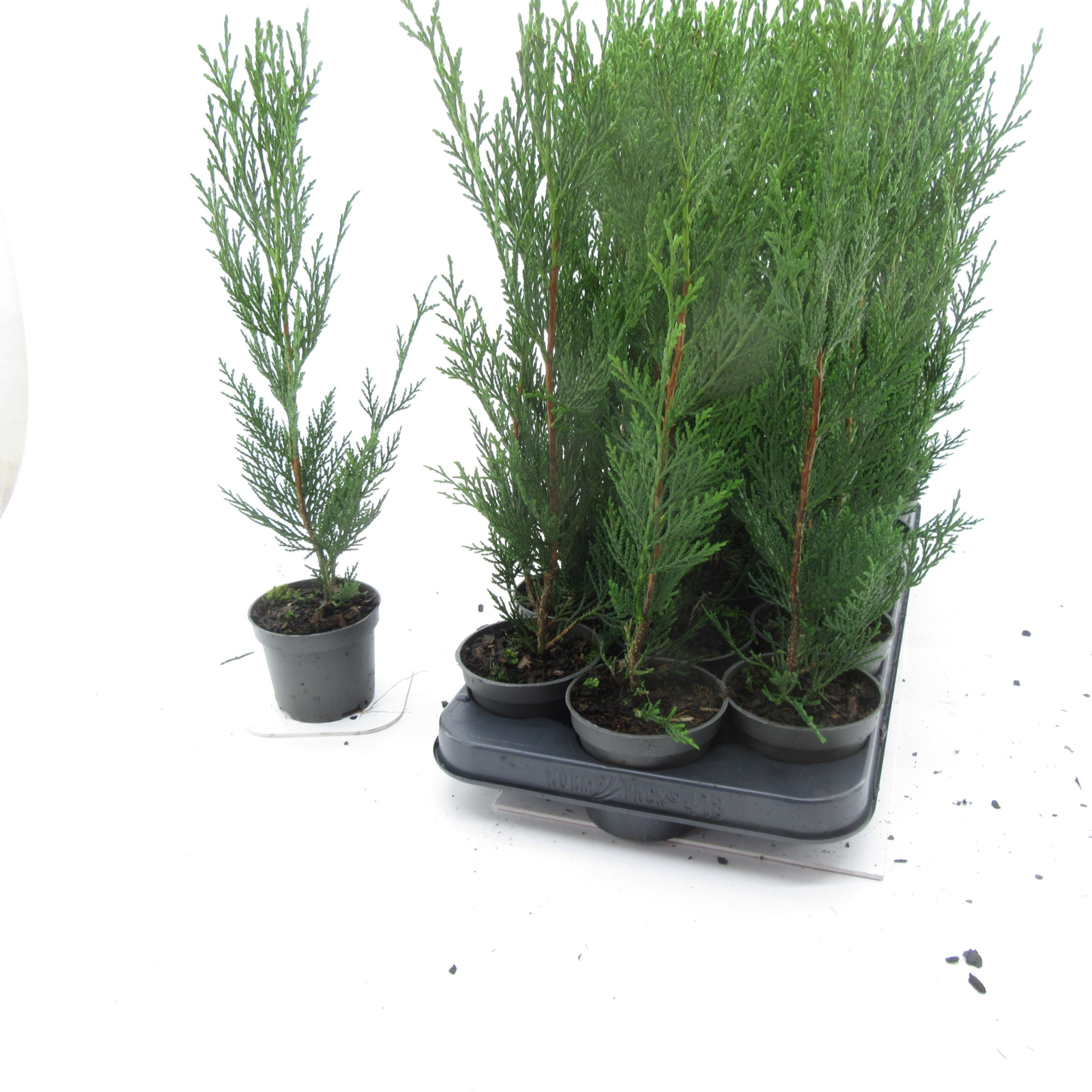 Cupressocyparis 2001, D 9