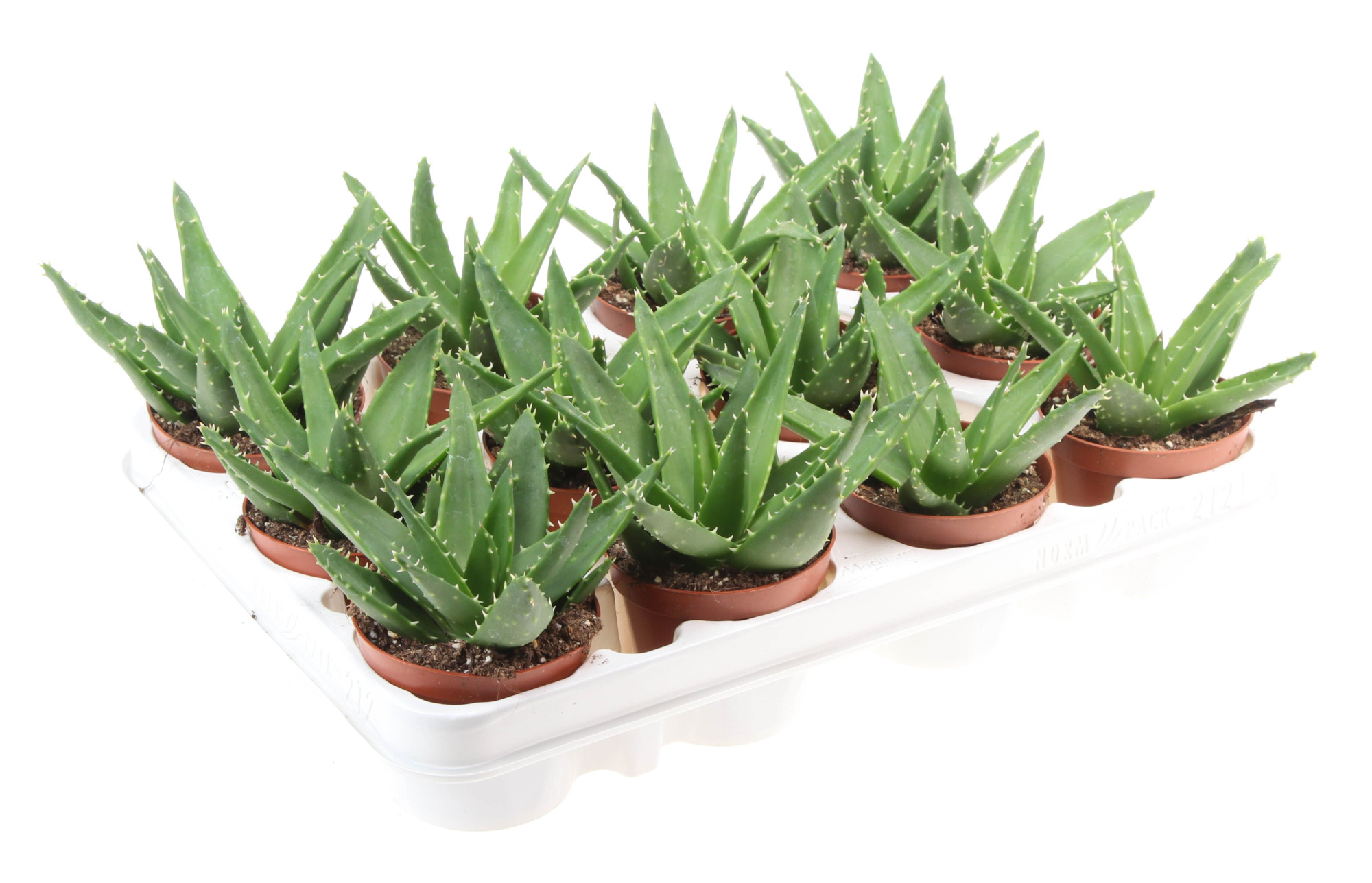 Aloe Perfoliata, D 8,5