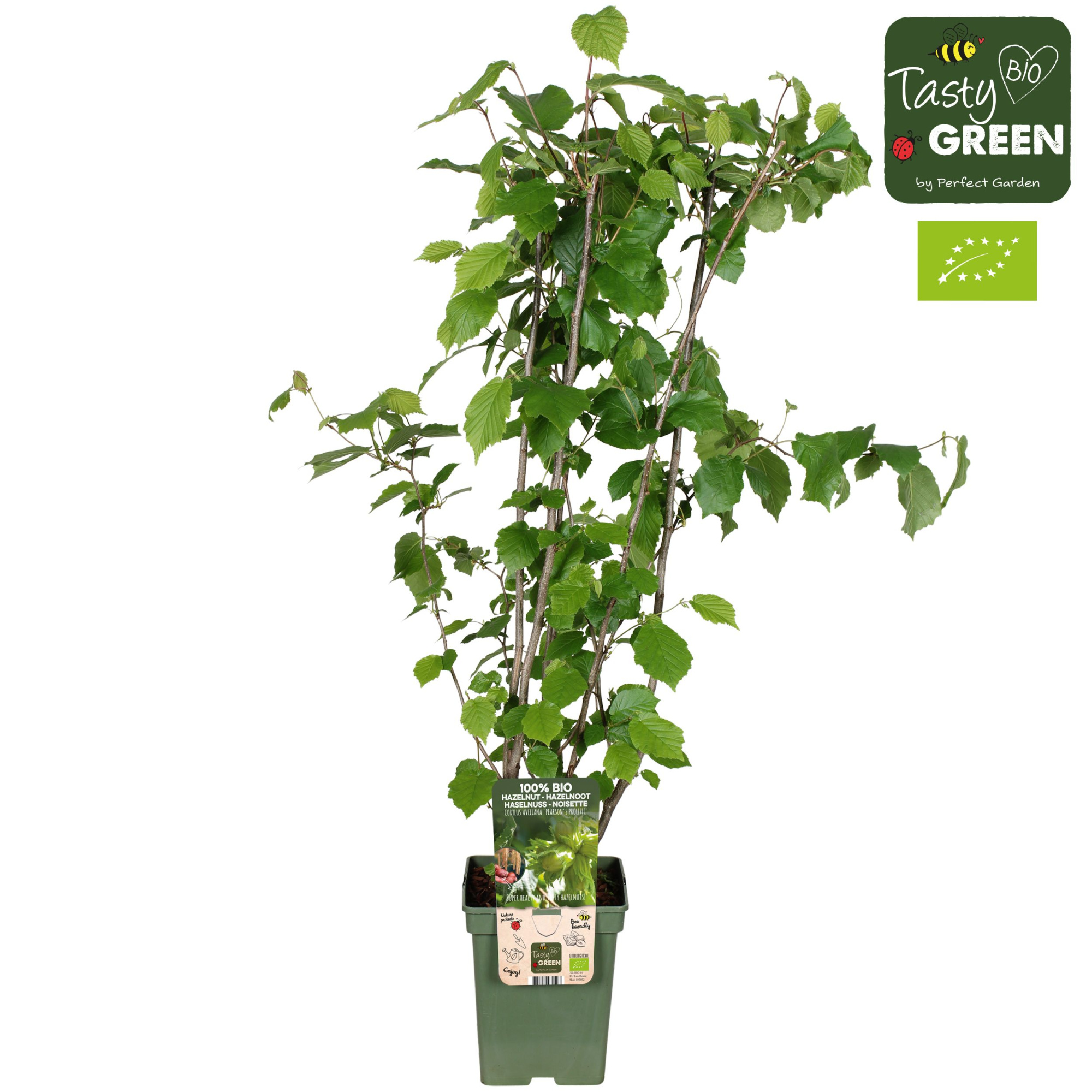 Corylus avellana 'Pearson's Prolific' Bio P23, D 23