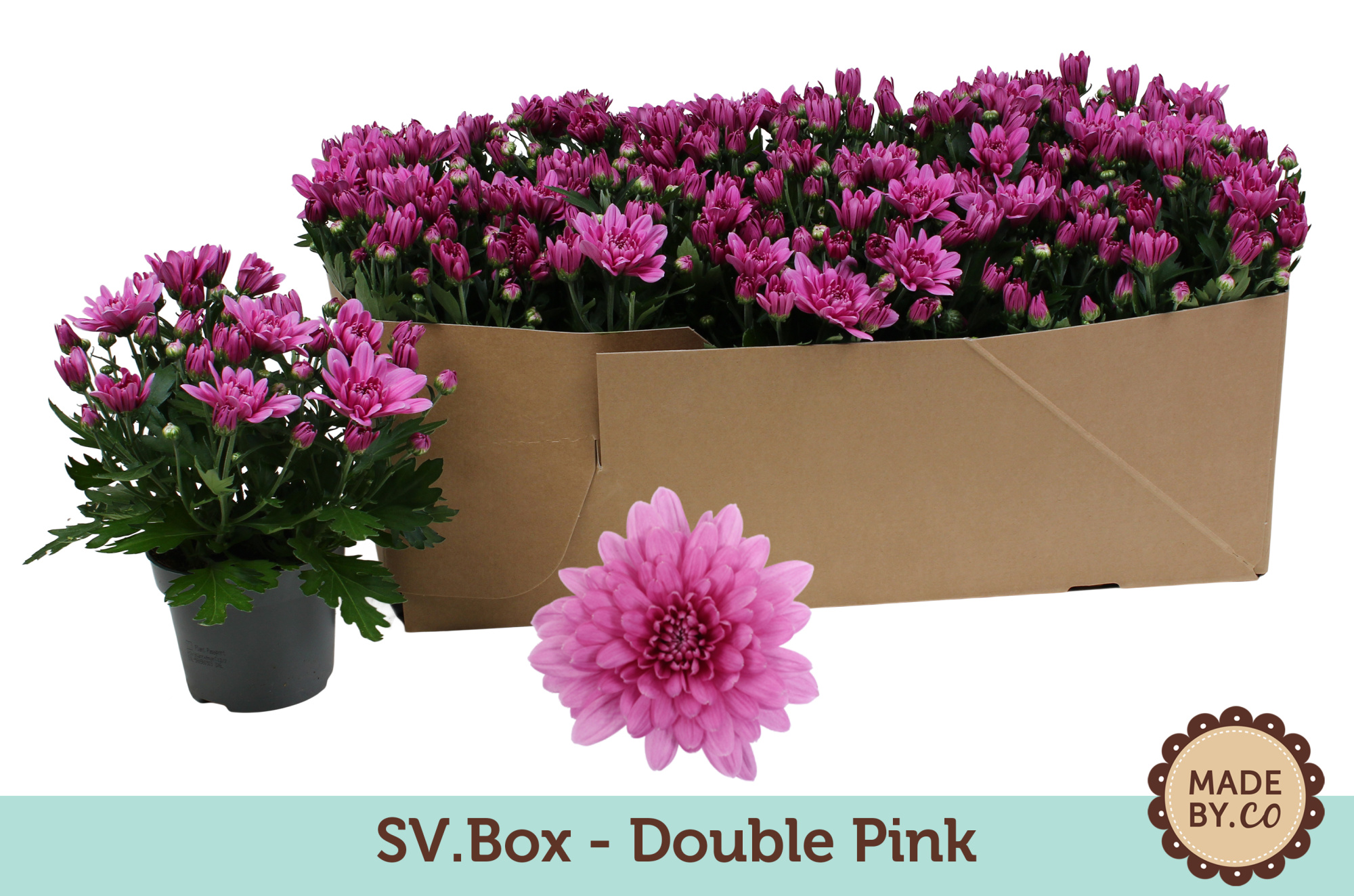 Chrysant Double Pink in SV.Box, D 12