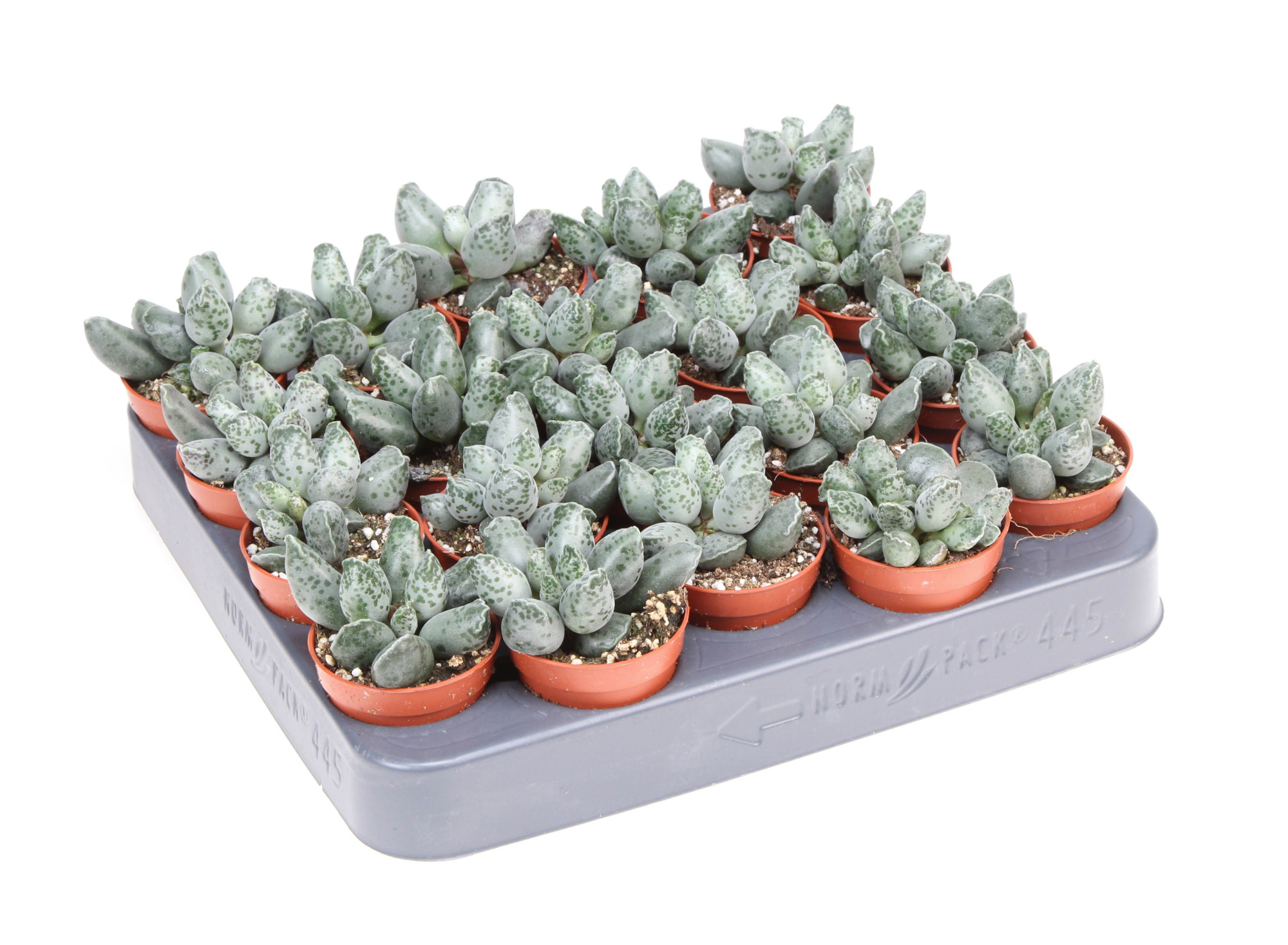 Adromischus grey, D 5,5