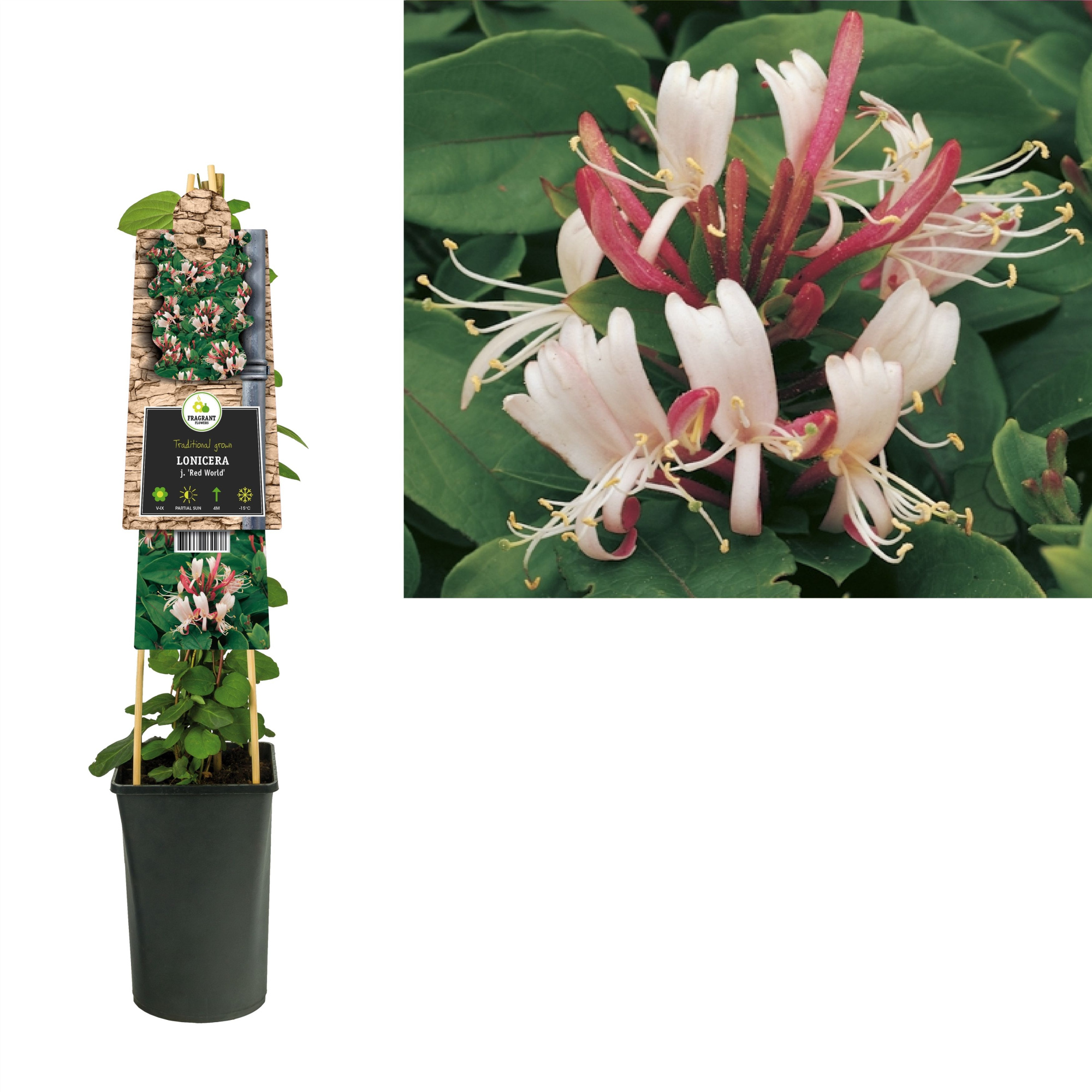 Lonicera j. 'Red World' +3.0 label, D 17