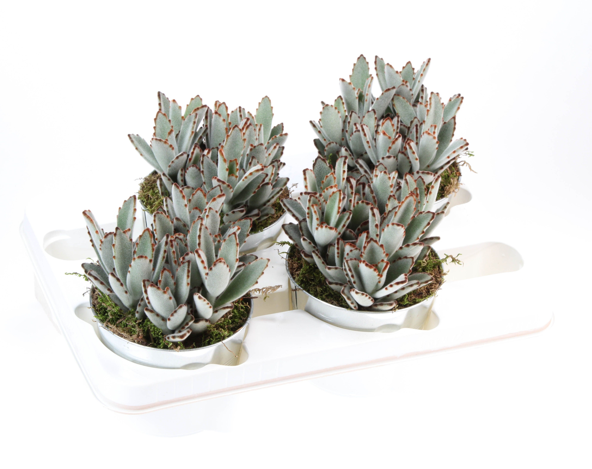 Kalanchoe Tomentosa Zinkpot +mos, D 12