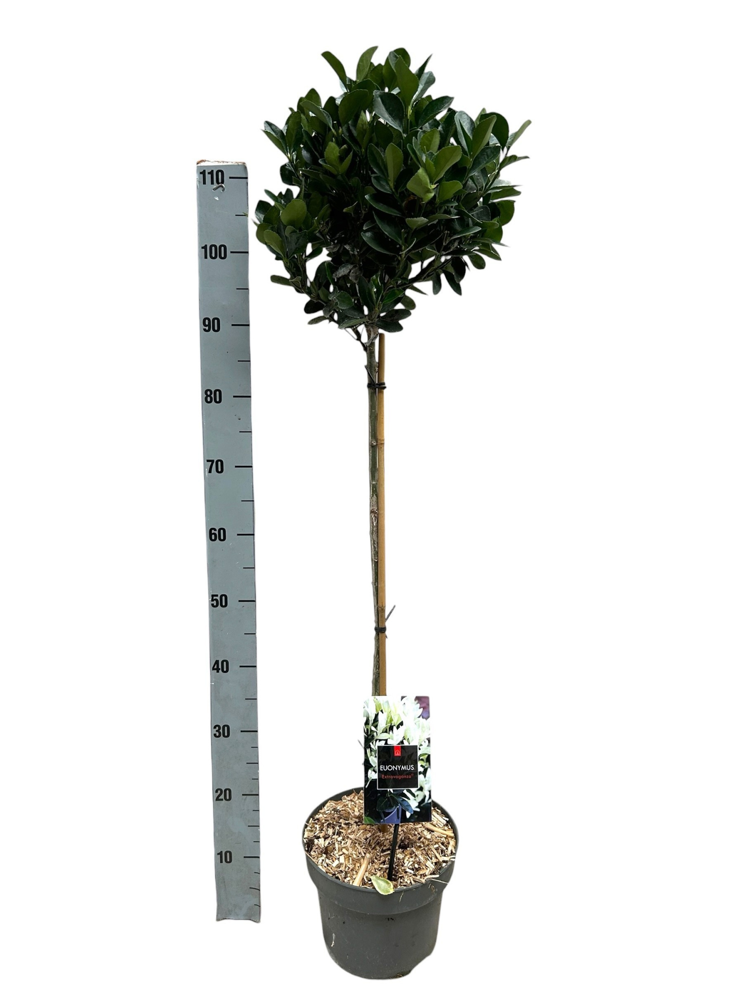 Euonymus japonicus 'Extravaganza' op stam 60, D 23