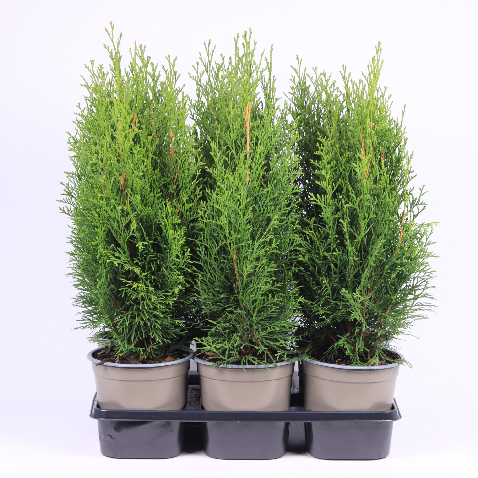 Thuja occidentalis 'Smaragd', D 15