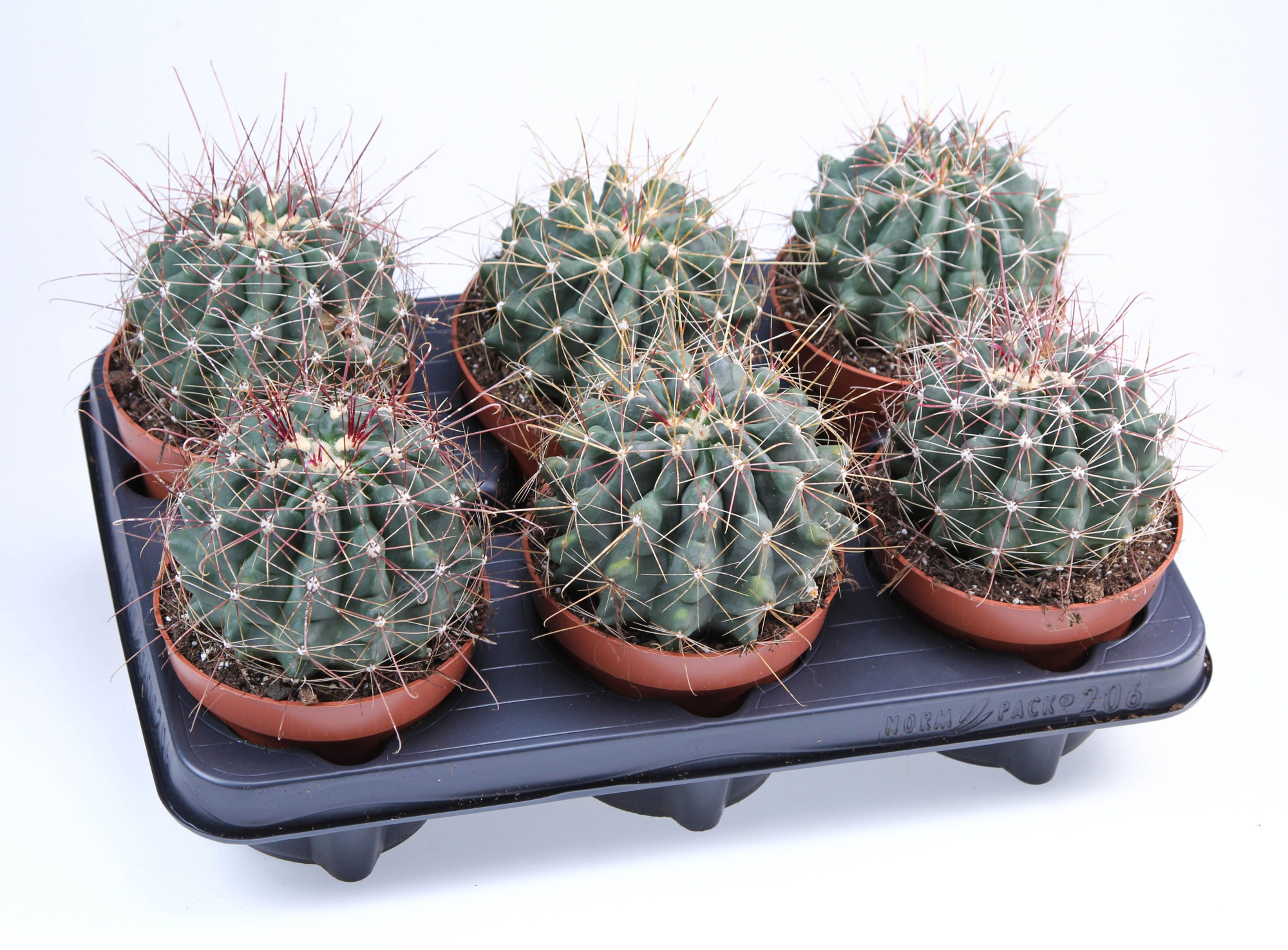 Ferocactus Acanthus, D 12