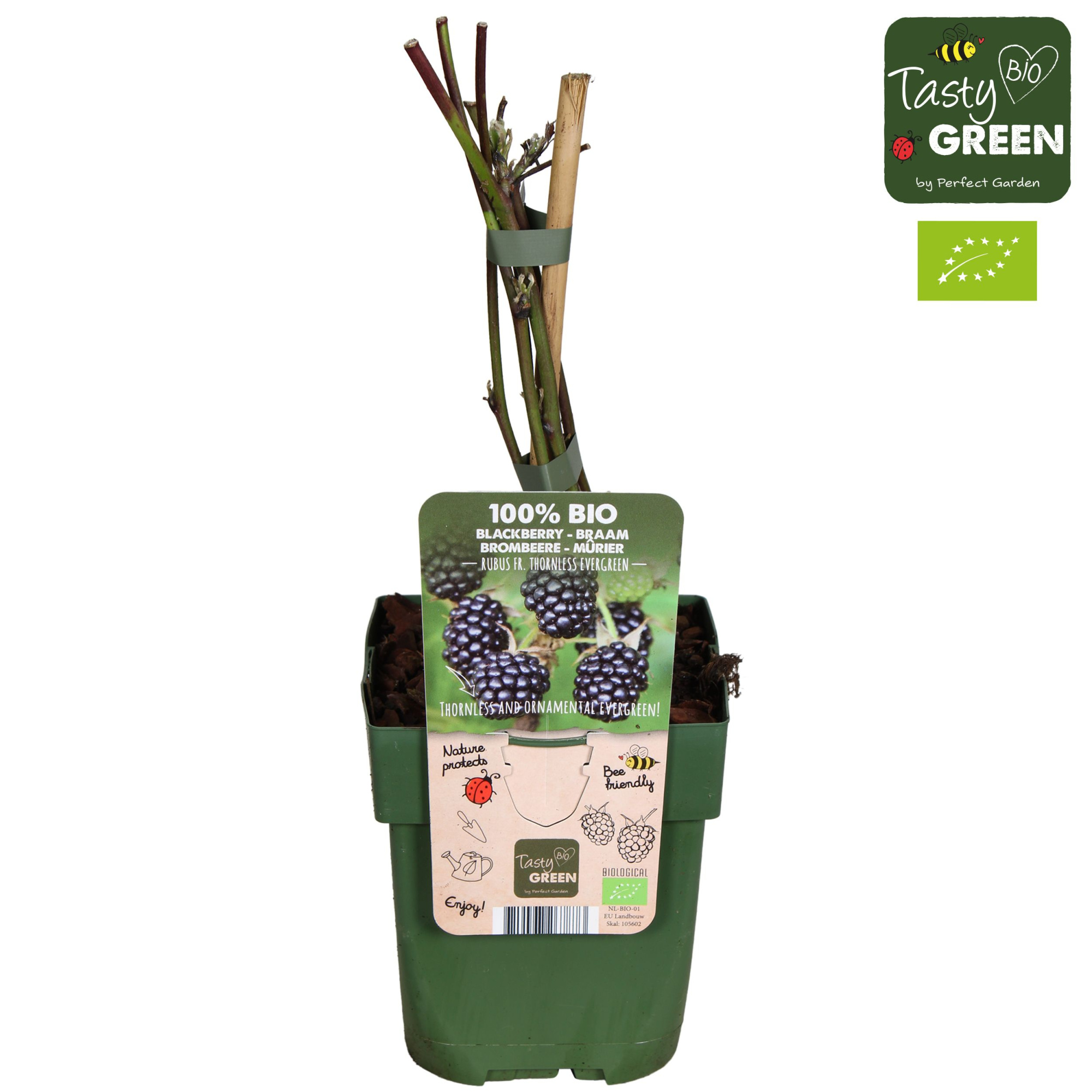 Rubus fruticosus 'Thornless Evergreen' Bio P13, D 13
