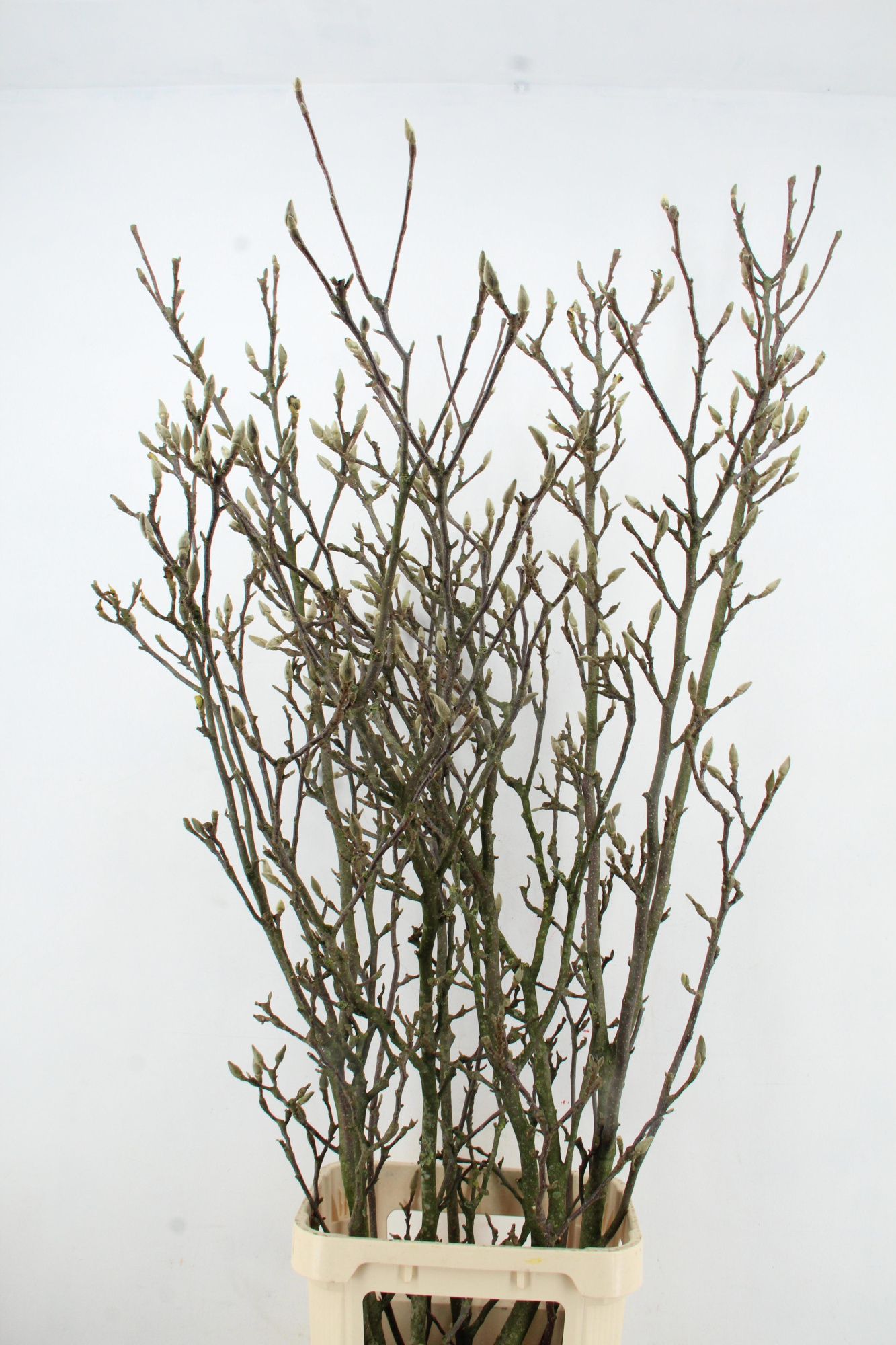 Магнолия Грандифлора 160, шт.