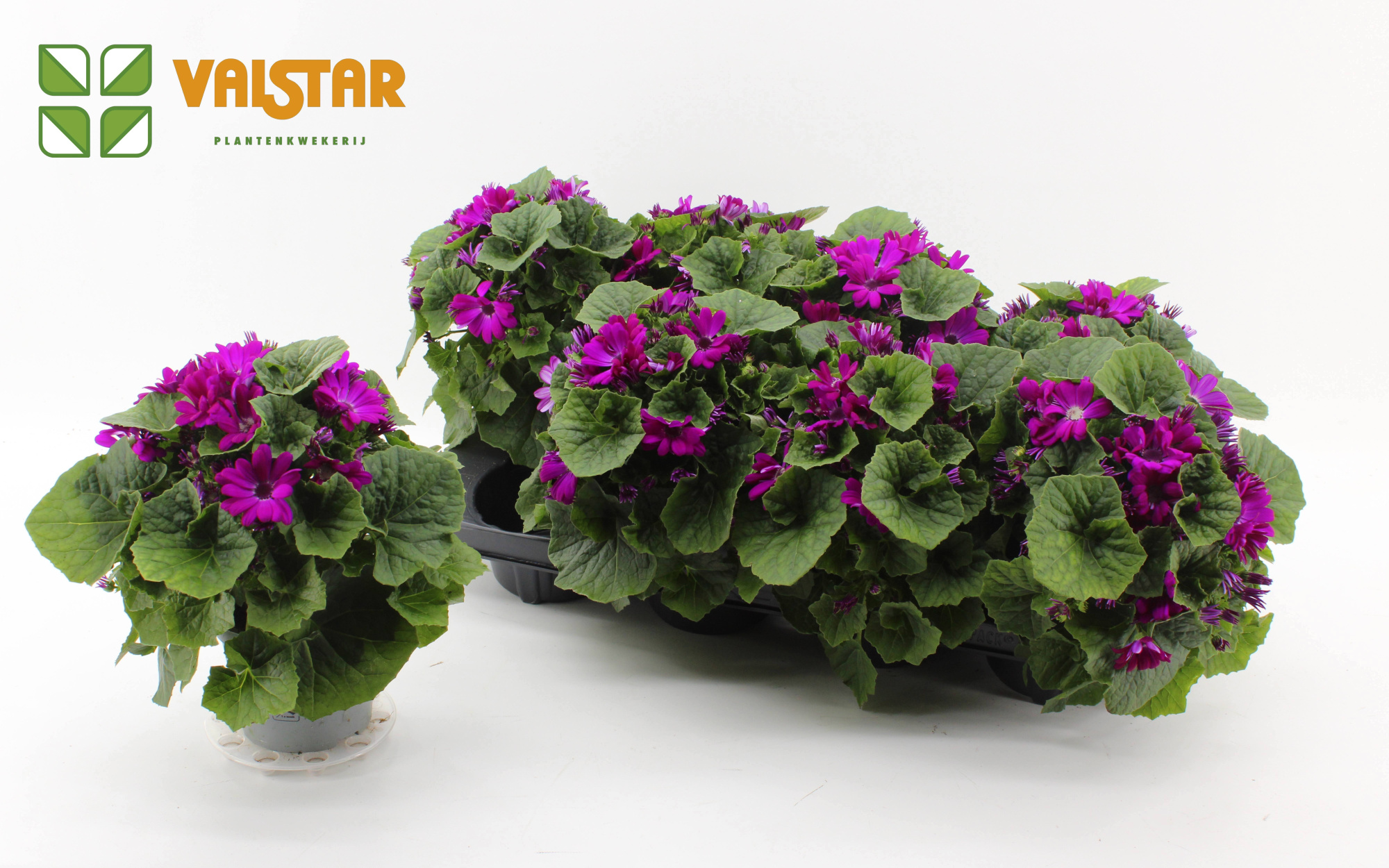 Pericallis Mandala Senetti Magenta Cerise 12 cm, D 12