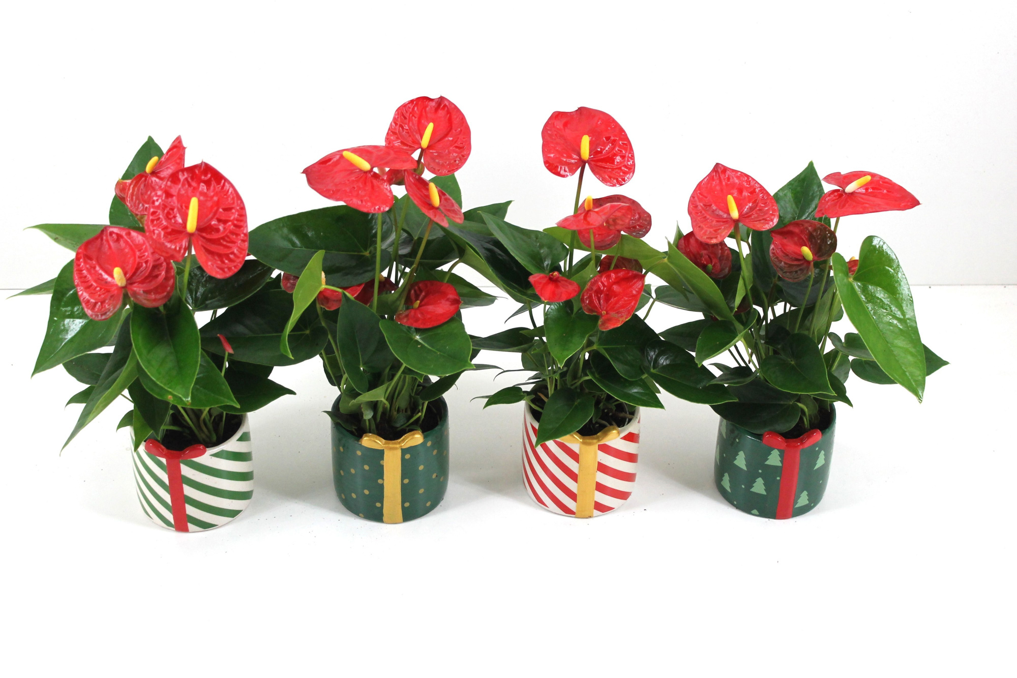 Anthurium xl.9 Jambo Red 9cm met kerstkeramiek, D 9