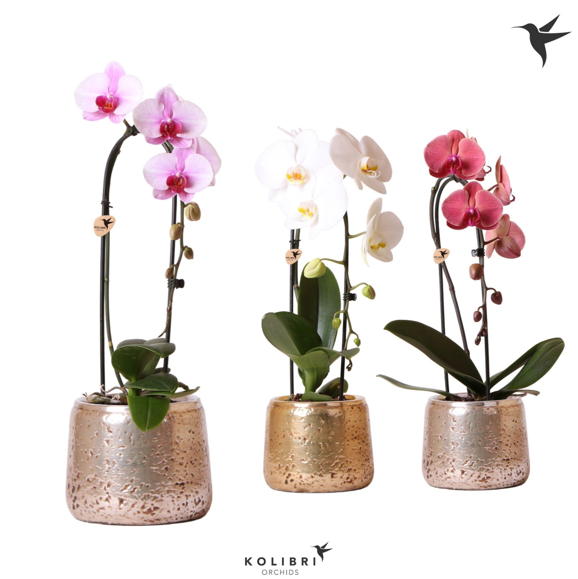 Kolibri Orchids Cascade Niagara Fall mix 1 spike in Luxury pot mix, D 12