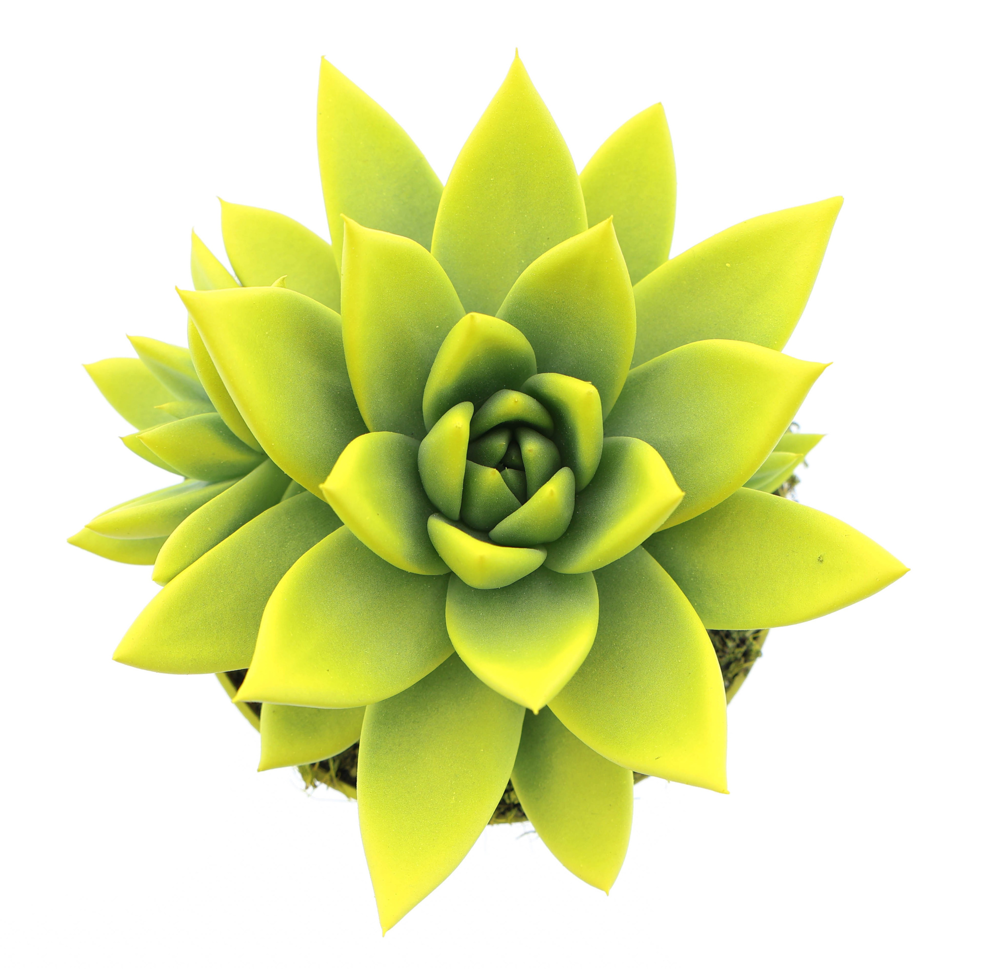 Rainbow yellow, D 10,5