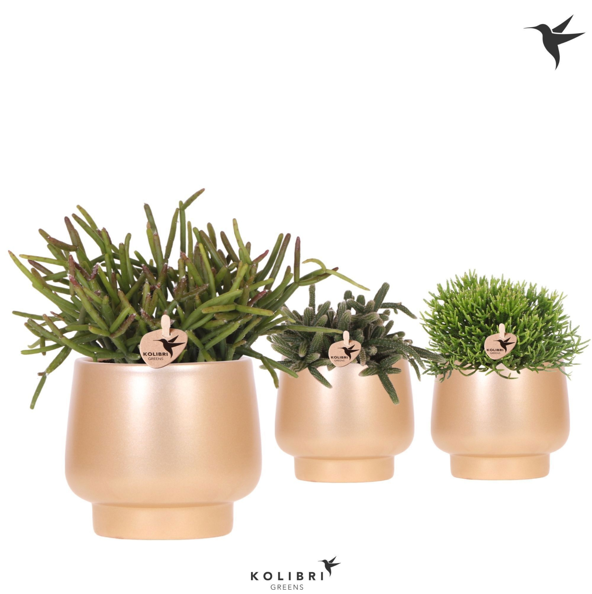 Kolibri Greens Rhipsalis mix in Scandic pot gold, D 9