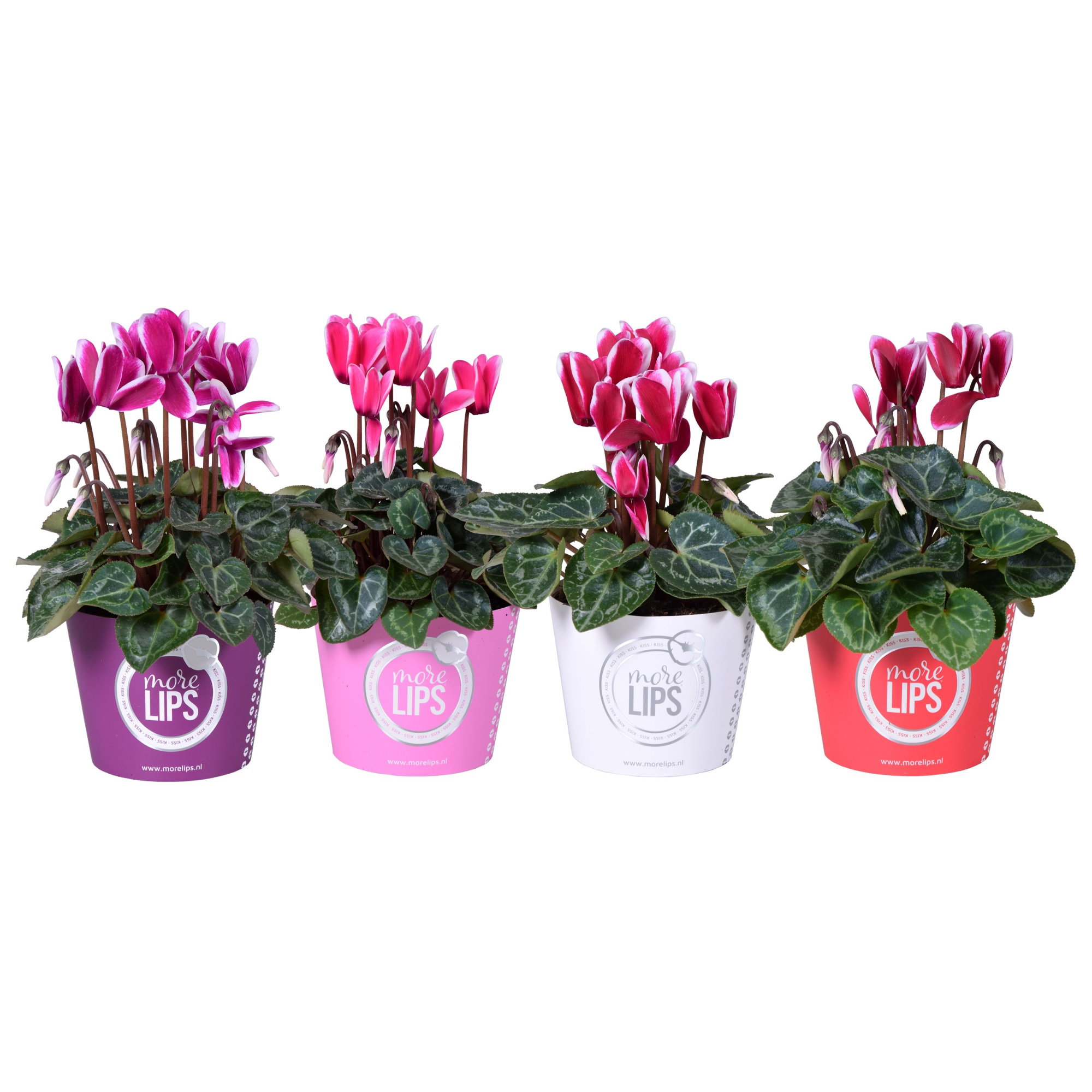 MoreLIPS® Cyclaam mini fantasia in potcover color, D 10,5