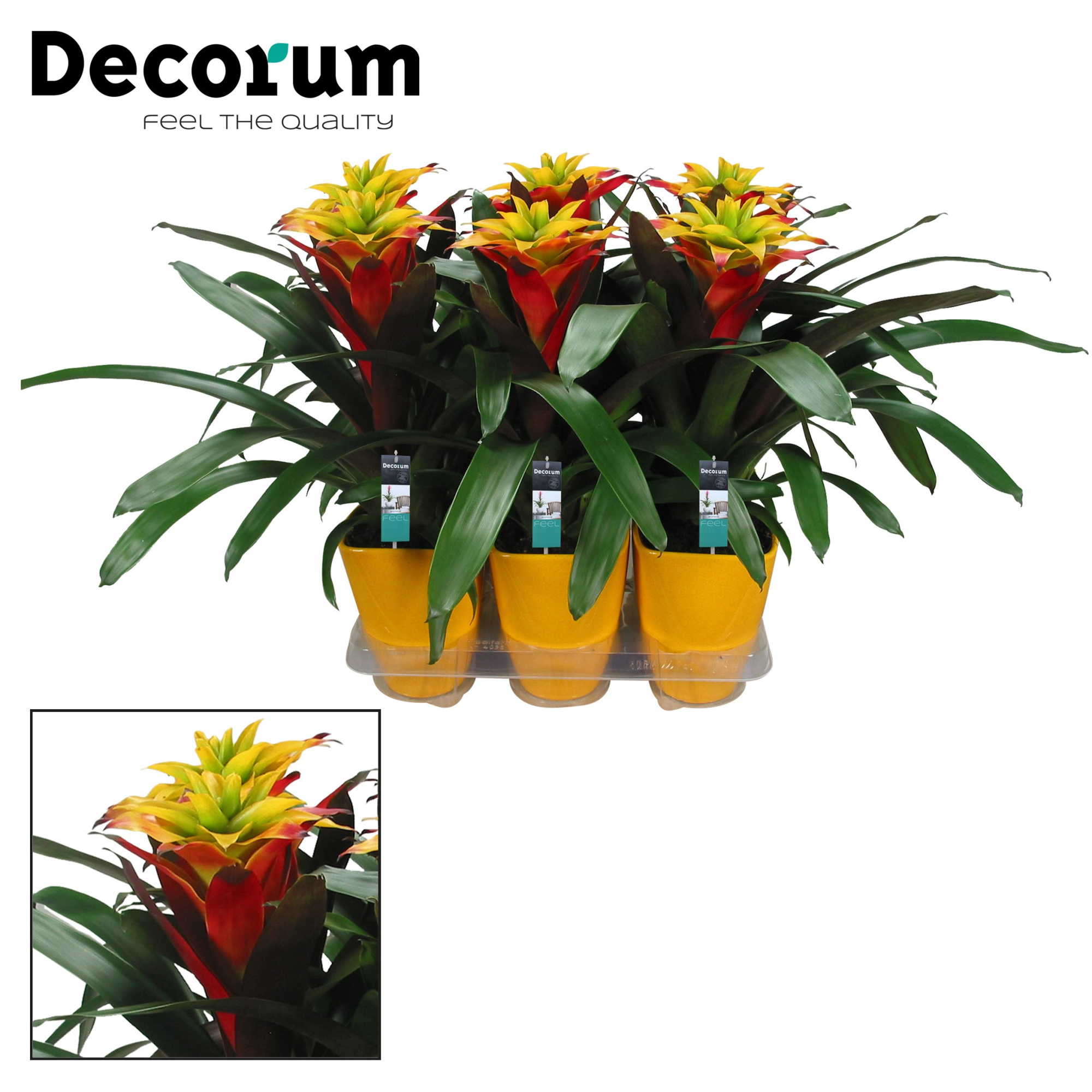 Guzmania Fancy Squarrosa Luxe Keramiek (Decorum), D 14