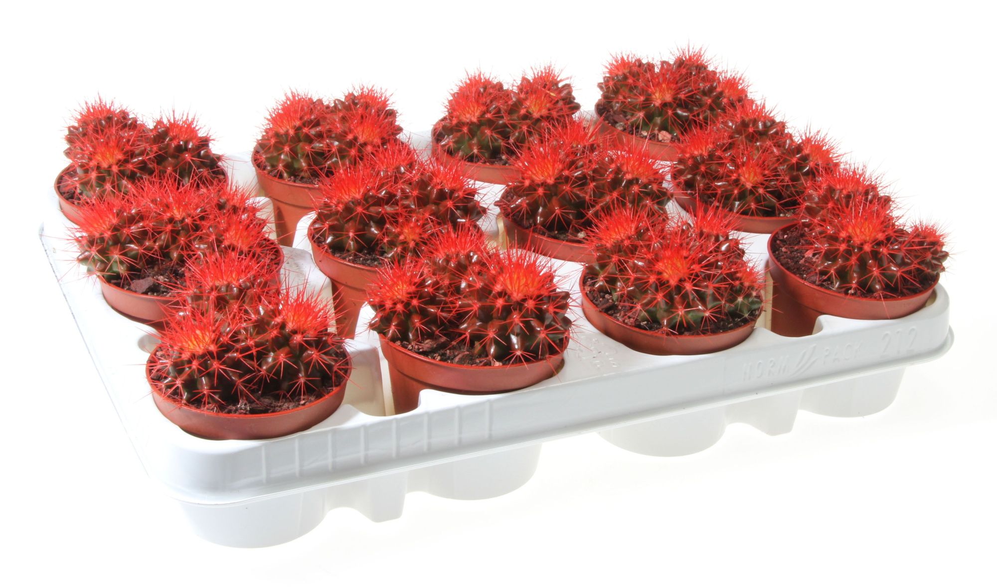 Grusonii rainbow rood, D 8,5