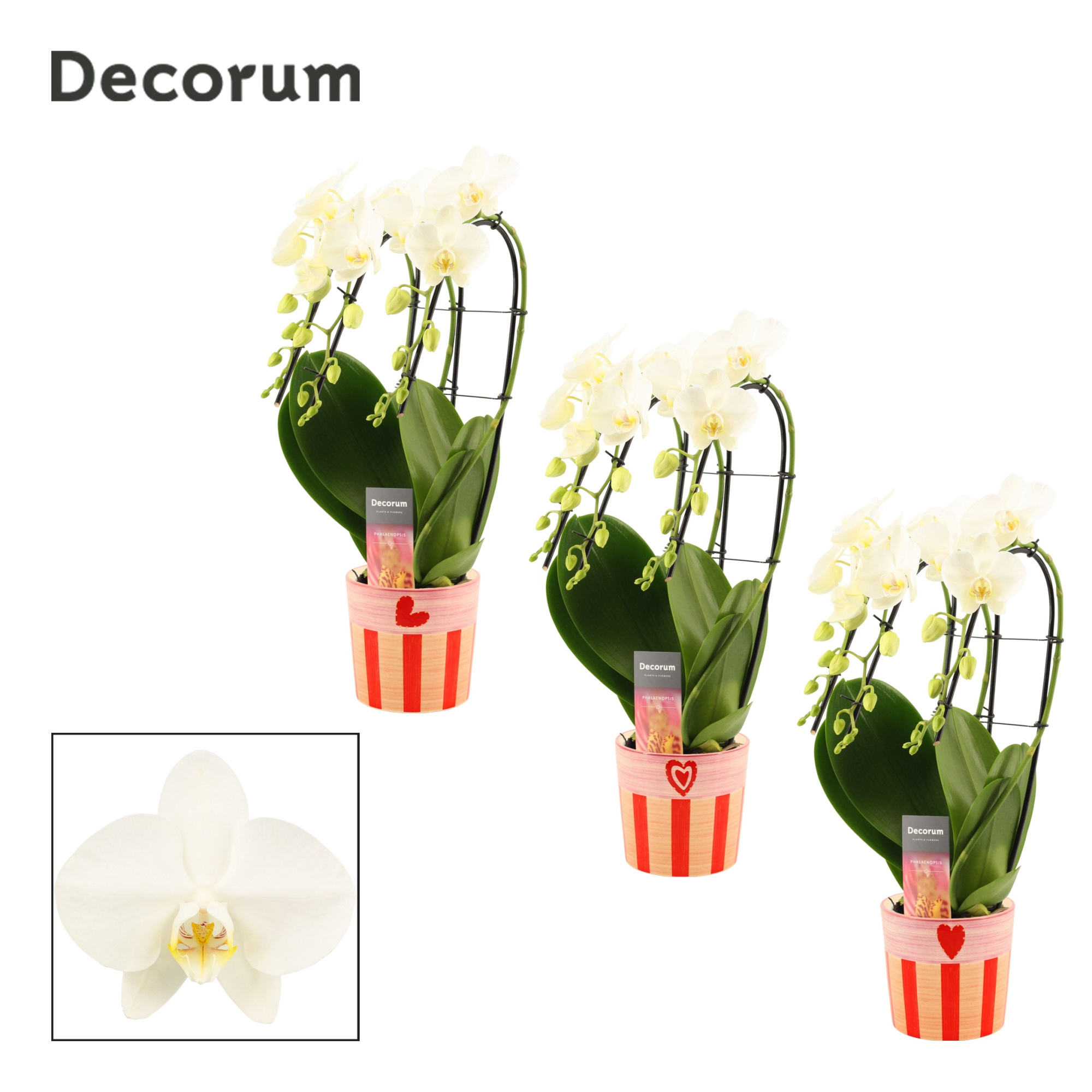 Phalaenopsis triple cascade wit in Romée (Sympathetic moods-coll, D 12