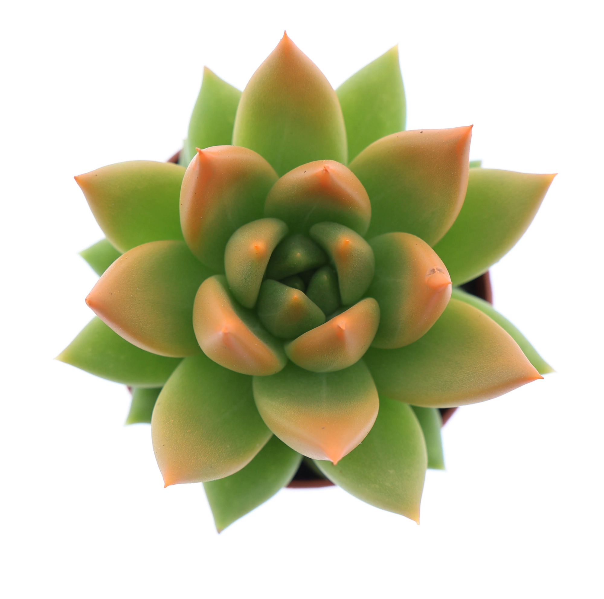 Miranda tips orange, D 5,5