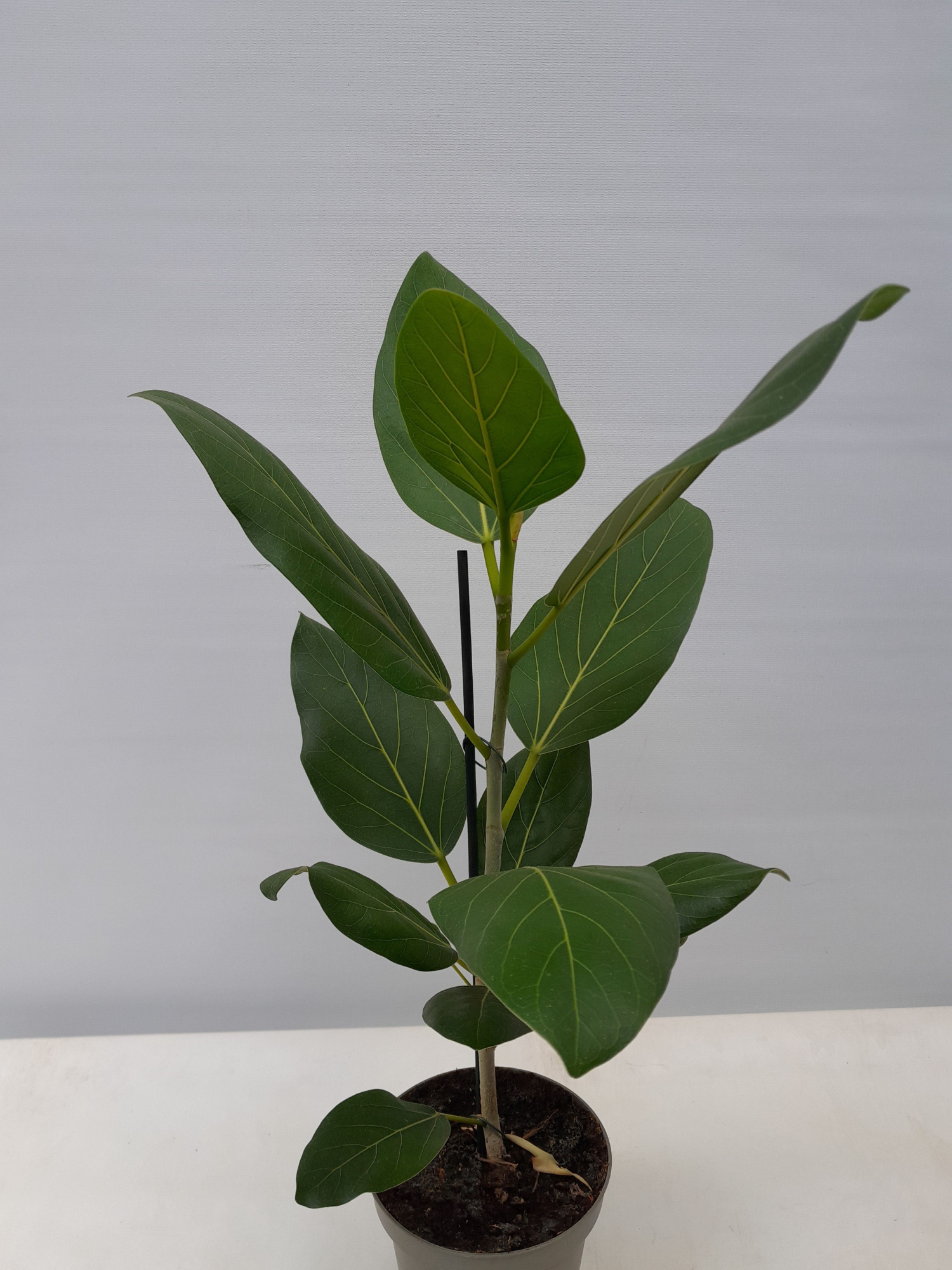FICUS BENGHALENSIS 'AUDREY', D 12