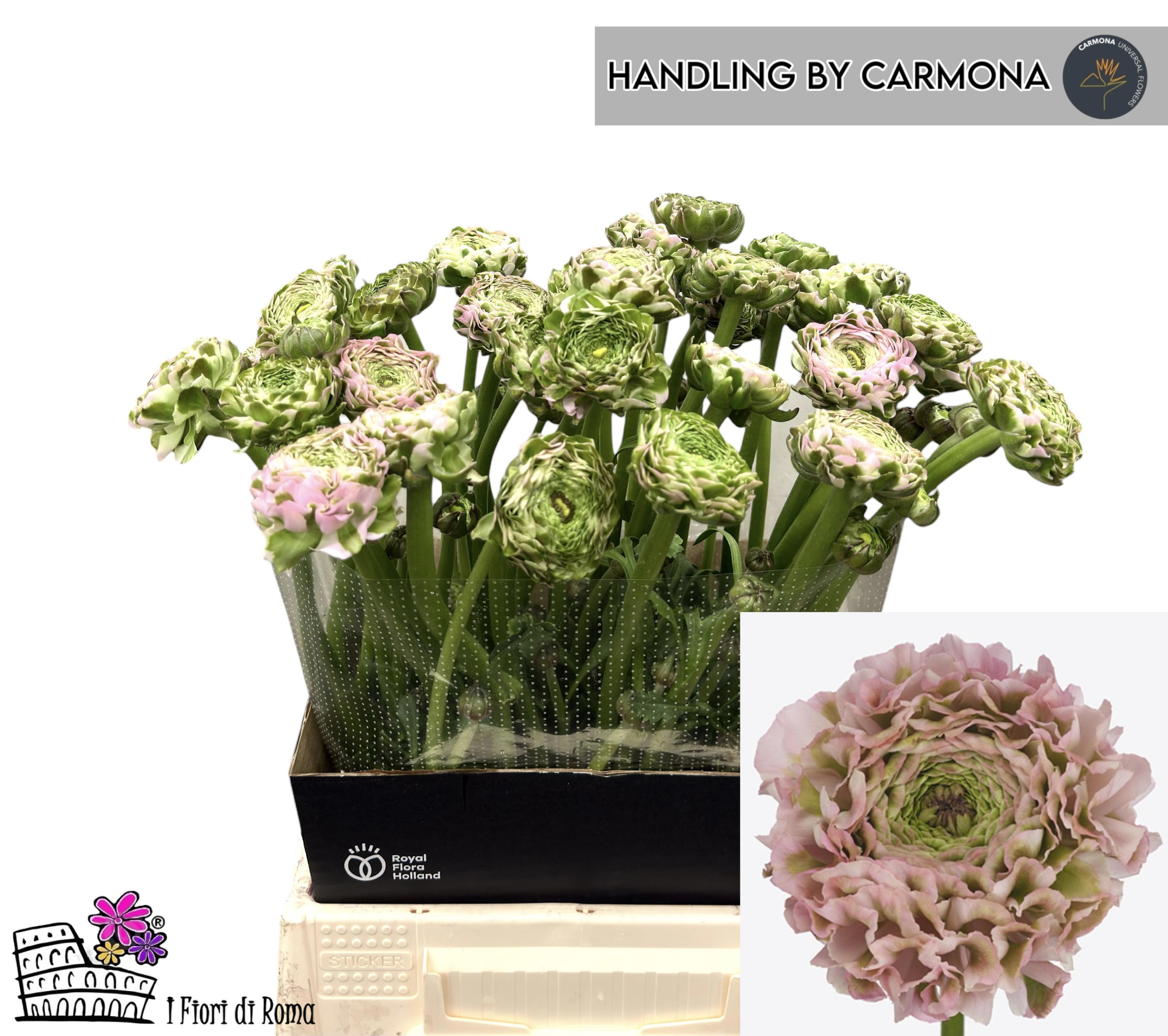 Ранункулус Пон Пон Кэнди 45, шт.