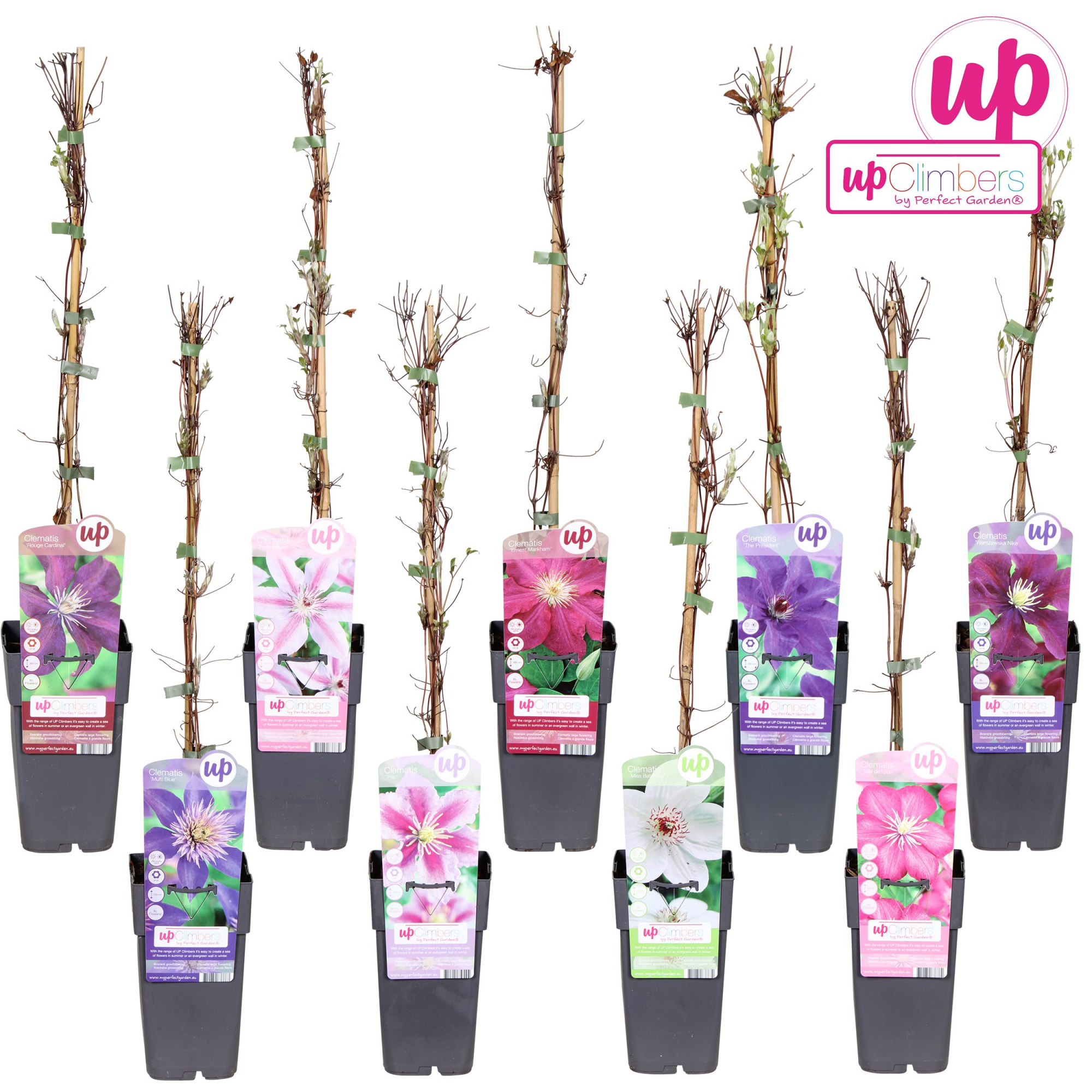 Clematis mix laag grootbloemig P15, D 15