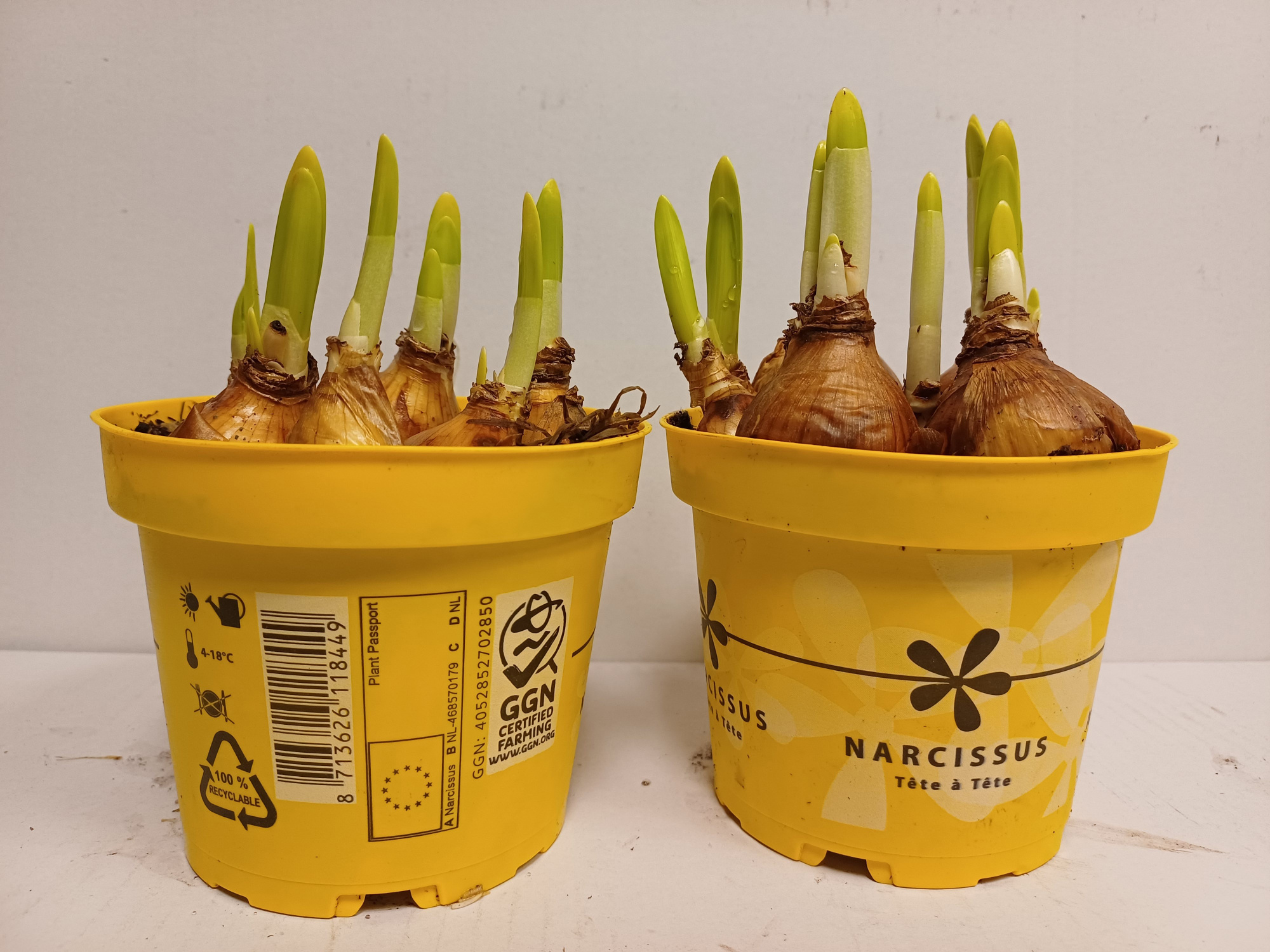 Narcis tete a tete op gele bedrukte kweekpot, D 12